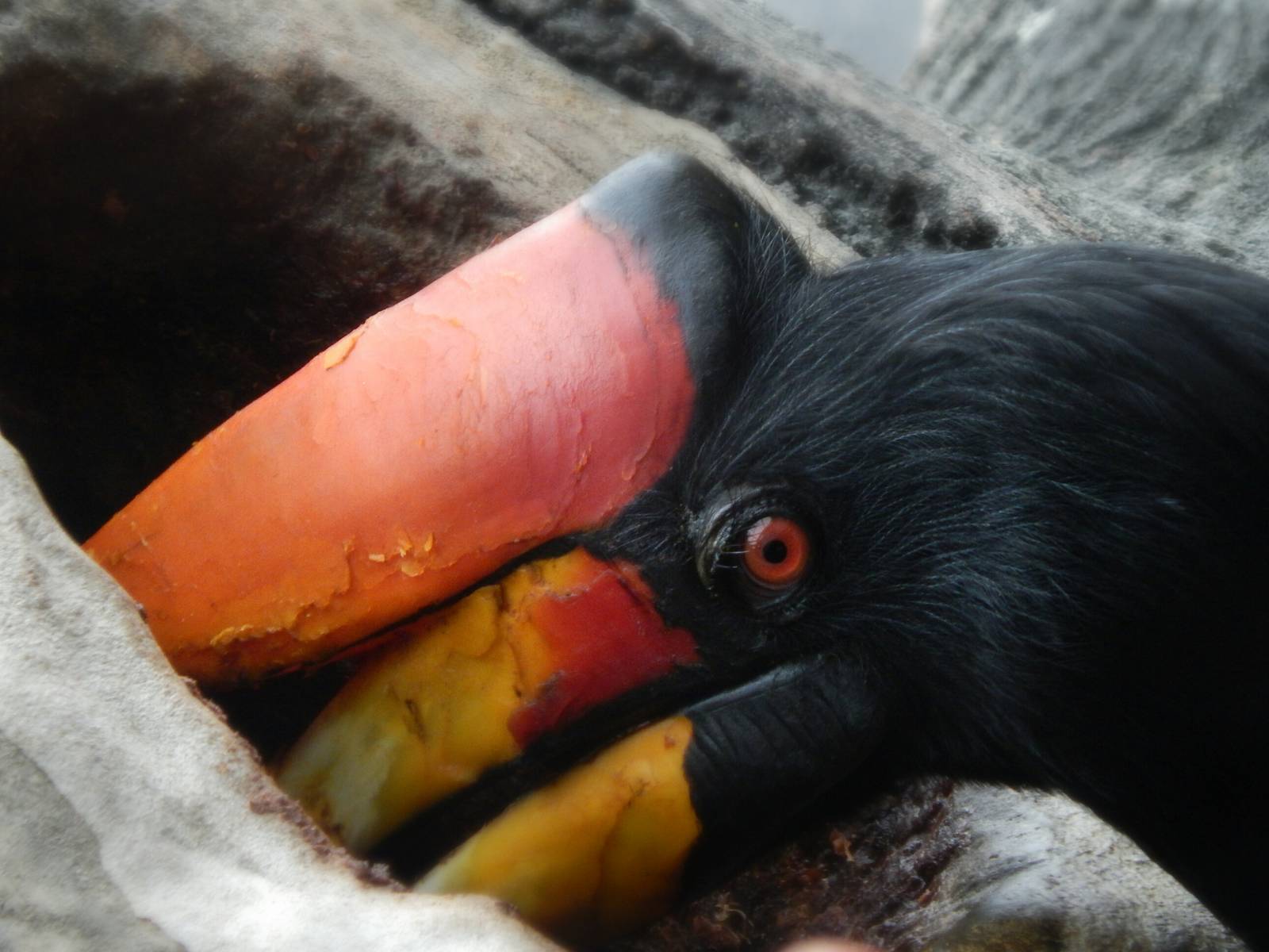 Aug. 2014 - Mahler Family Aviary - Rhinoceros Hornbill