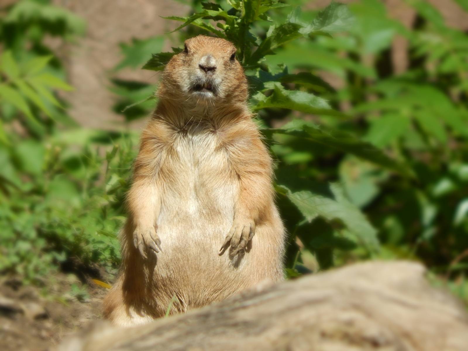Aug. 2014 - North America - Black-tailed Prairie Dog
