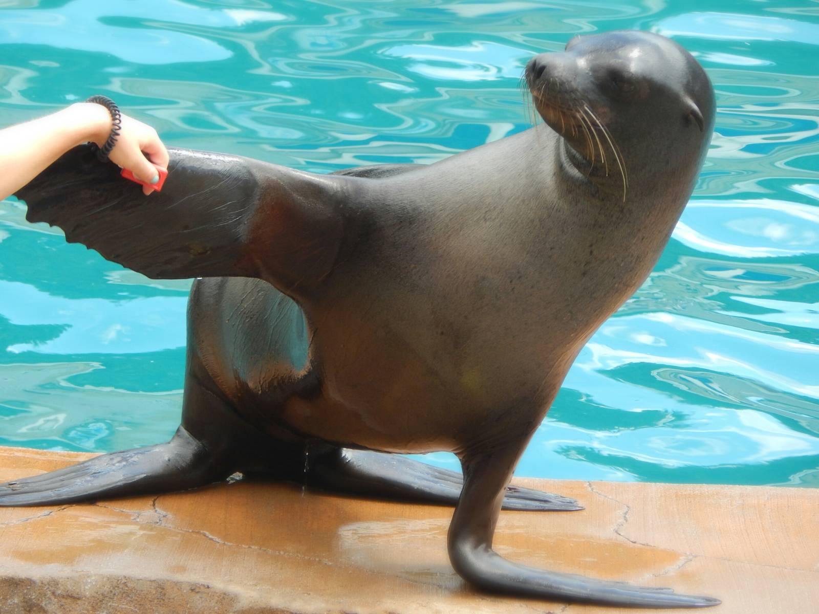 Aug. 2014 - Oceans of Fun - California Sea Lion