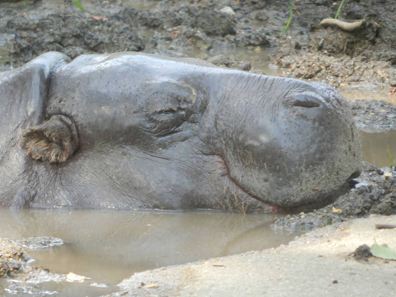Aug. 2014 - Pachyderms - Pygmy Hippopotamus