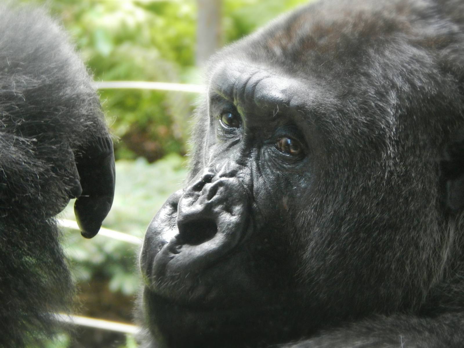 Aug. 2014 - Primates of the World - Apes of Africa - Hodari