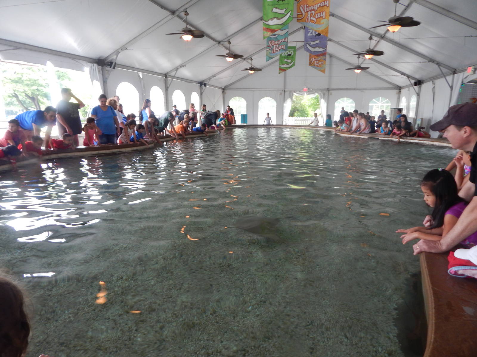 Aug. 2014 - Stingray Bay (2 Species)