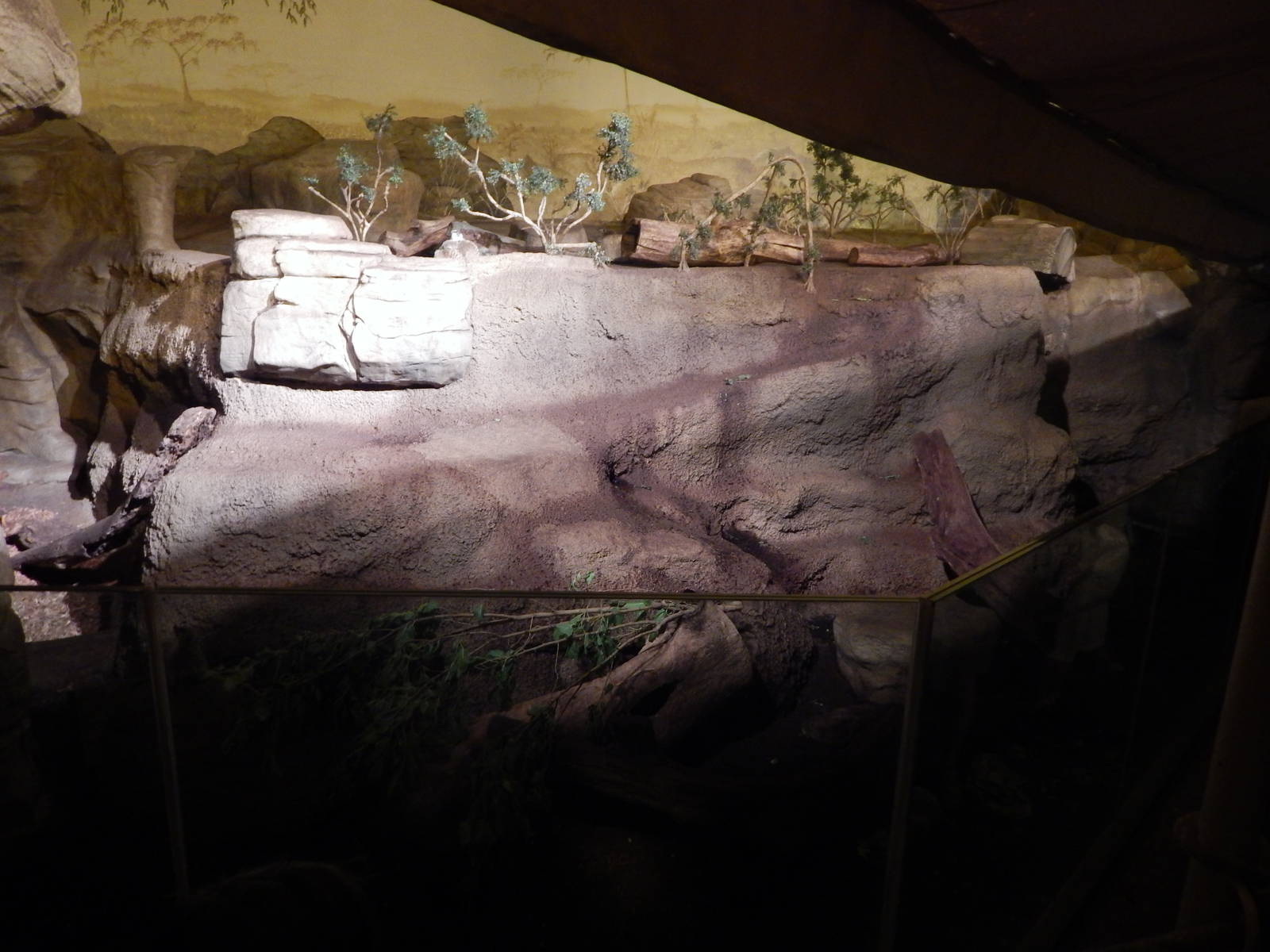 Aug. 2014 - The Fragile Forest - Fragile Desert - Meerkat Exhibit