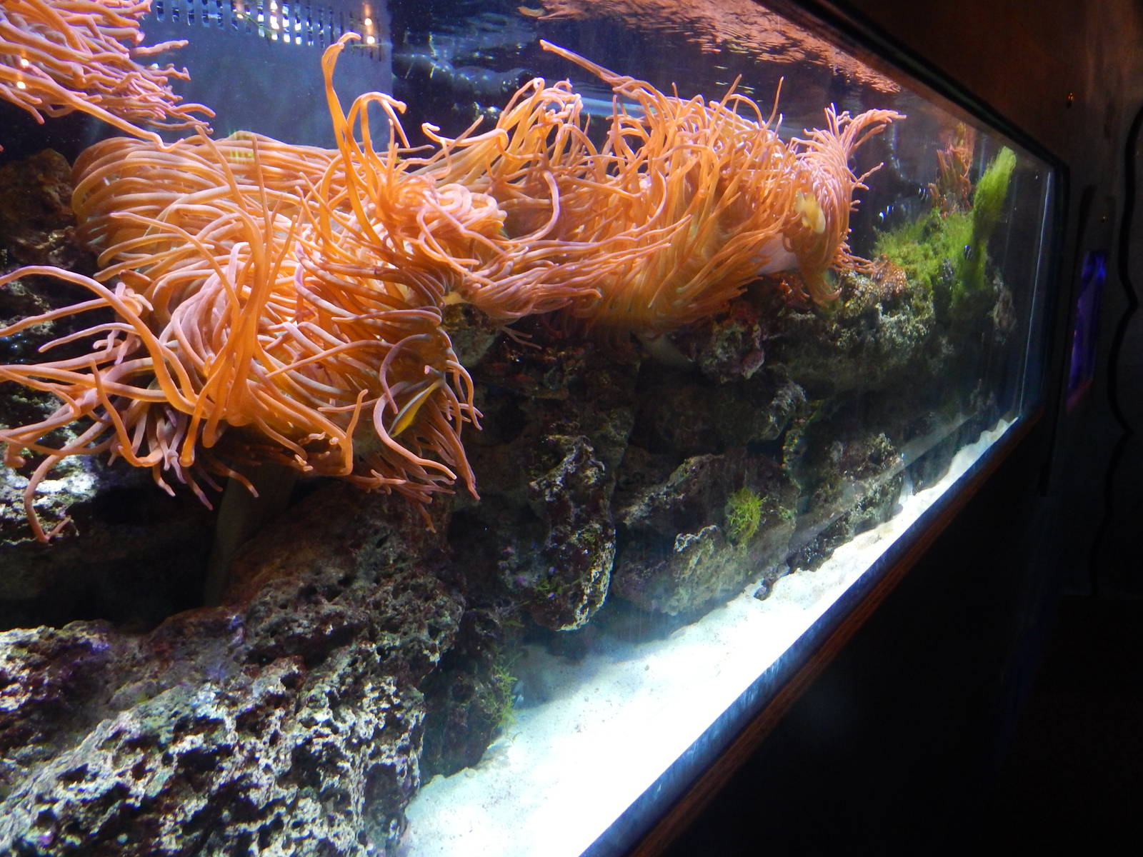 Aug. 2014 - The Living Coast - Fish + Anemone + Shrimp Tank (6 Species)