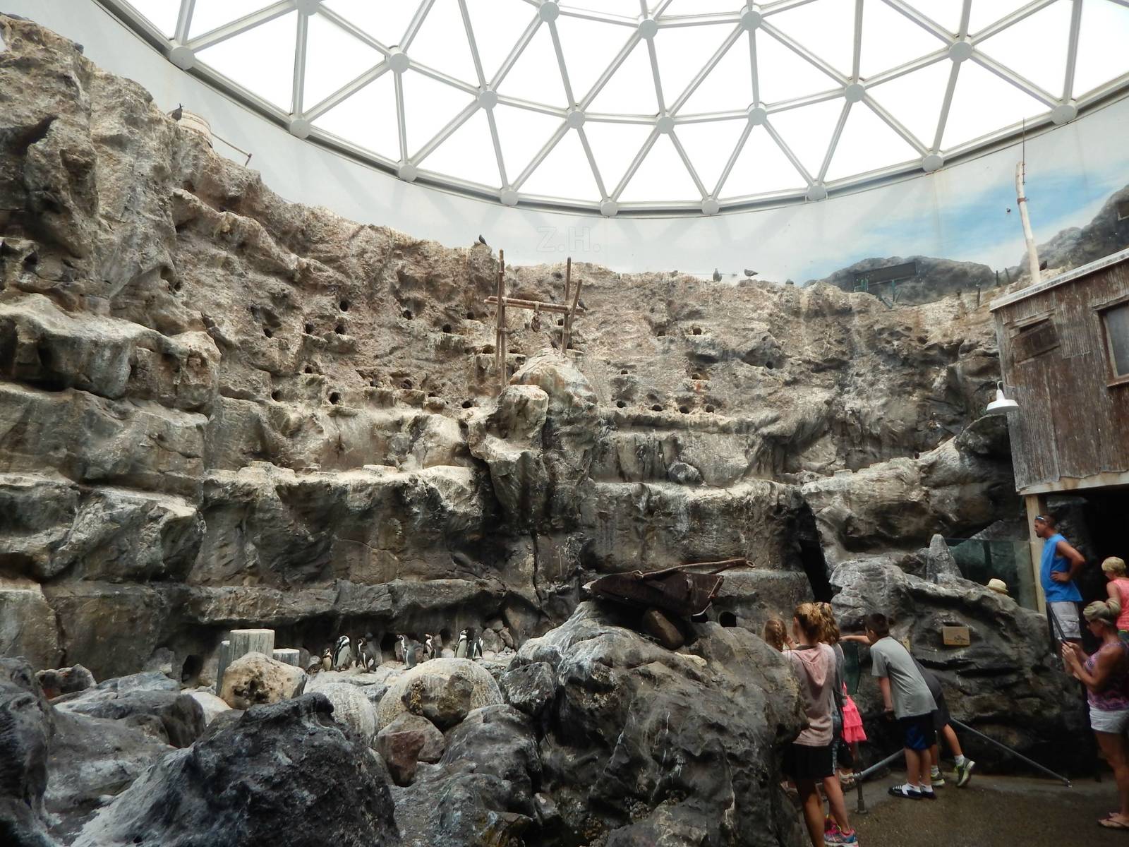 Aug. 2014 - The Living Coast - Humboldt Penguin + Grey Gull + Inca Tern Exh