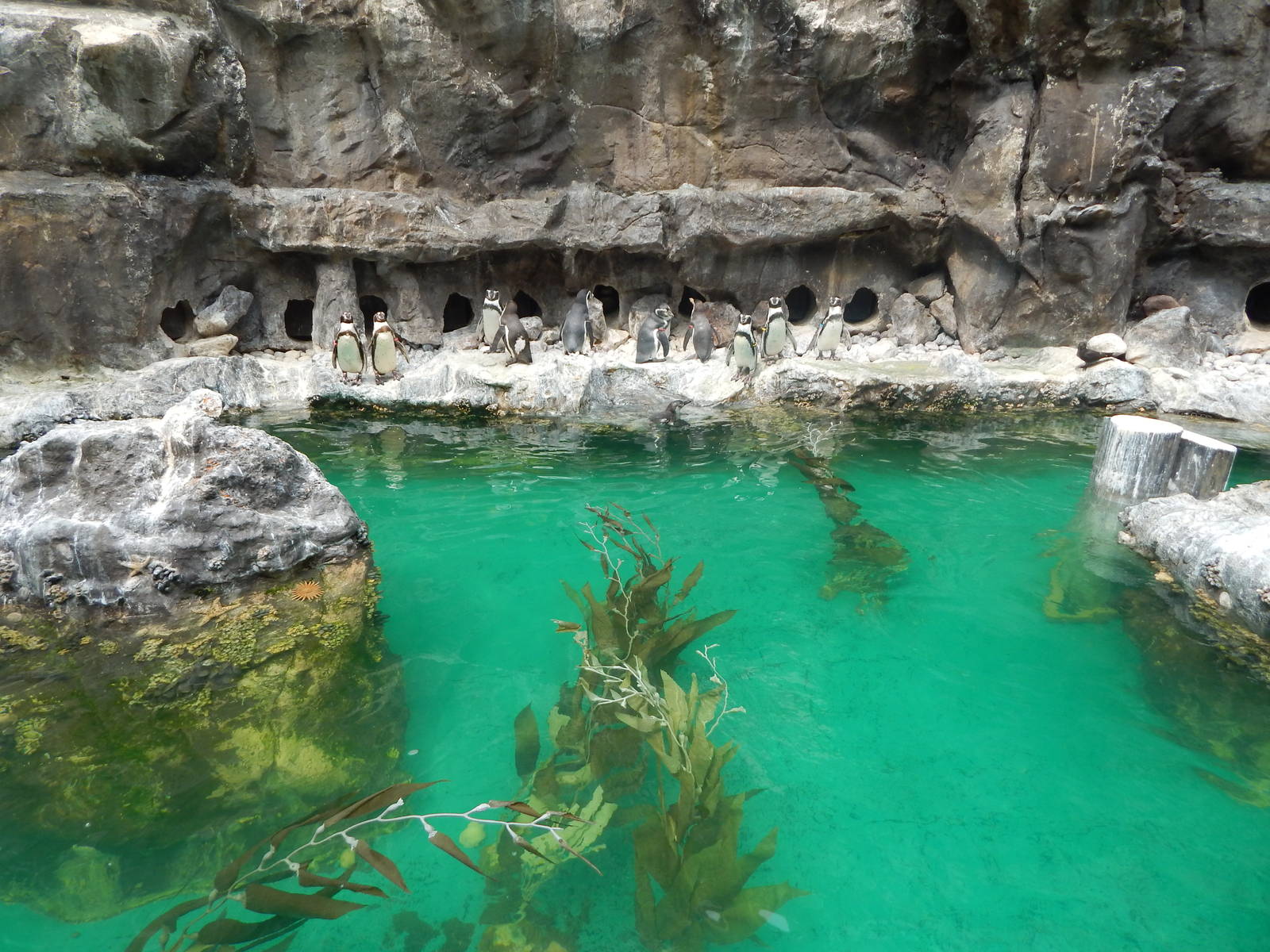 Aug. 2014 - The Living Coast - Humboldt Penguin + Grey Gull + Inca Tern Exh