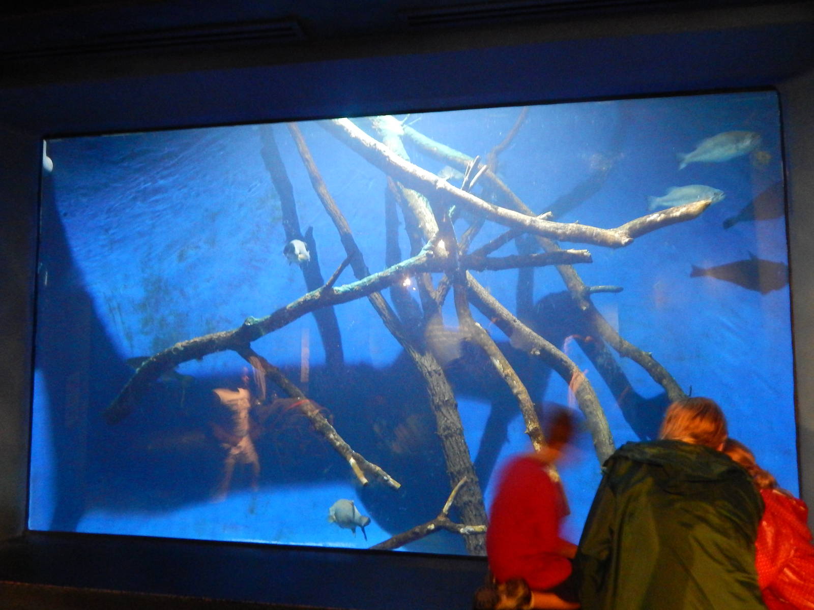 Aug. 2014 - The Living Coast - Largemouth Bass + Bluegill + Smallmouth Bass