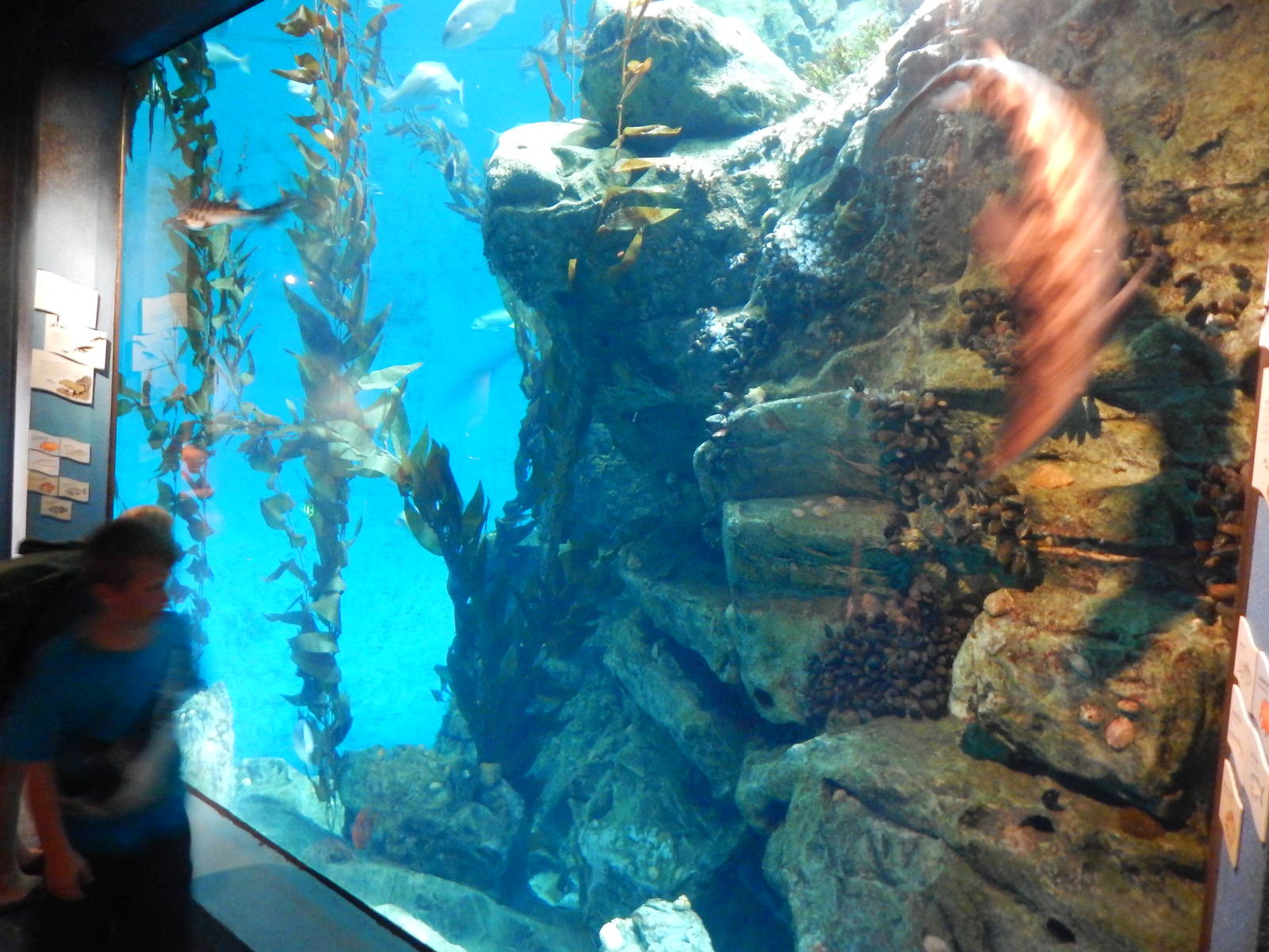 Aug. 2014 - The Living Coast - Pacific Coast Tank (6 Species)