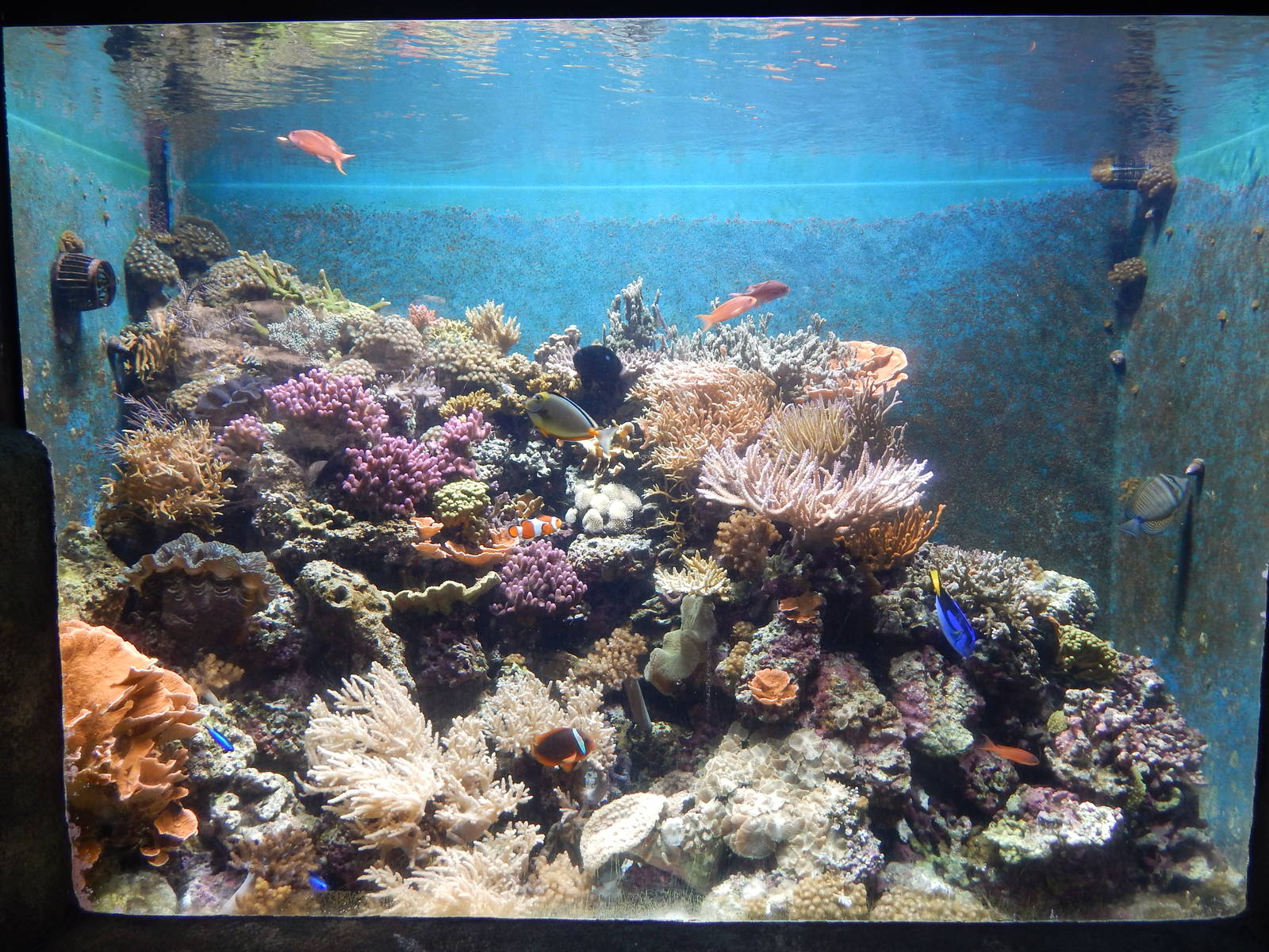 Aug. 2014 - The Living Coast - Tropical Fish Tank (11 Species)