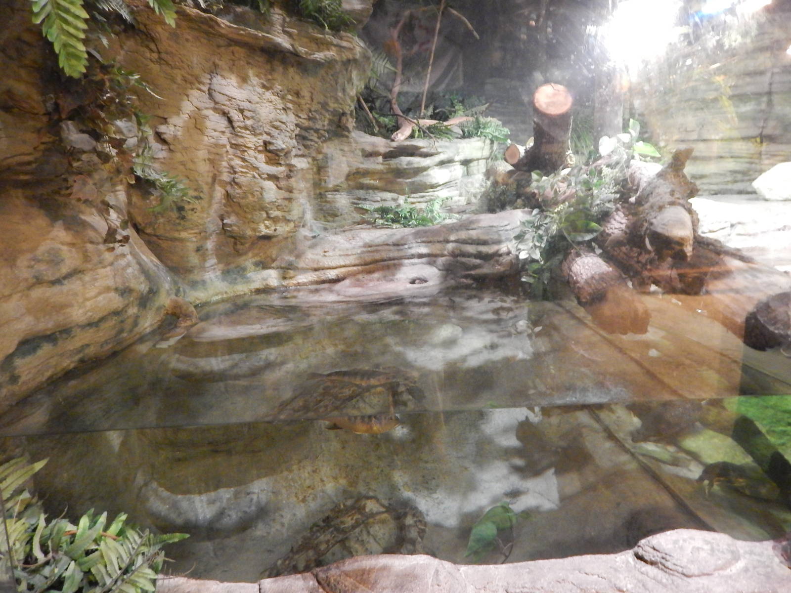 Aug. 2014 - The Swamp - Alligator Snapping Turtle Exhibit