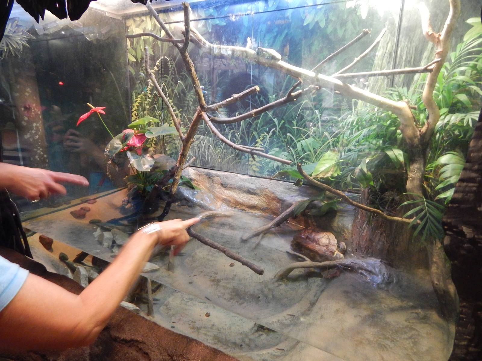 Aug. 2014 - The Swamp - Amazon Milk Frog + Mata Mata Exhibit