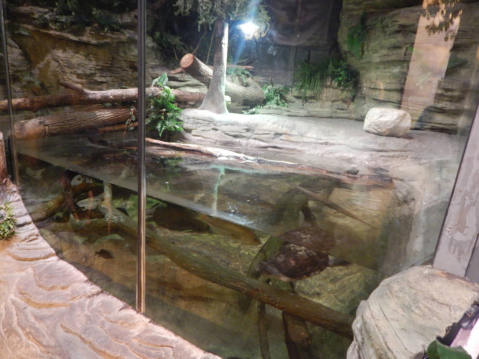 Aug. 2014 - The Swamp - Chicken Turtle + Largemouth Bass Exhibit