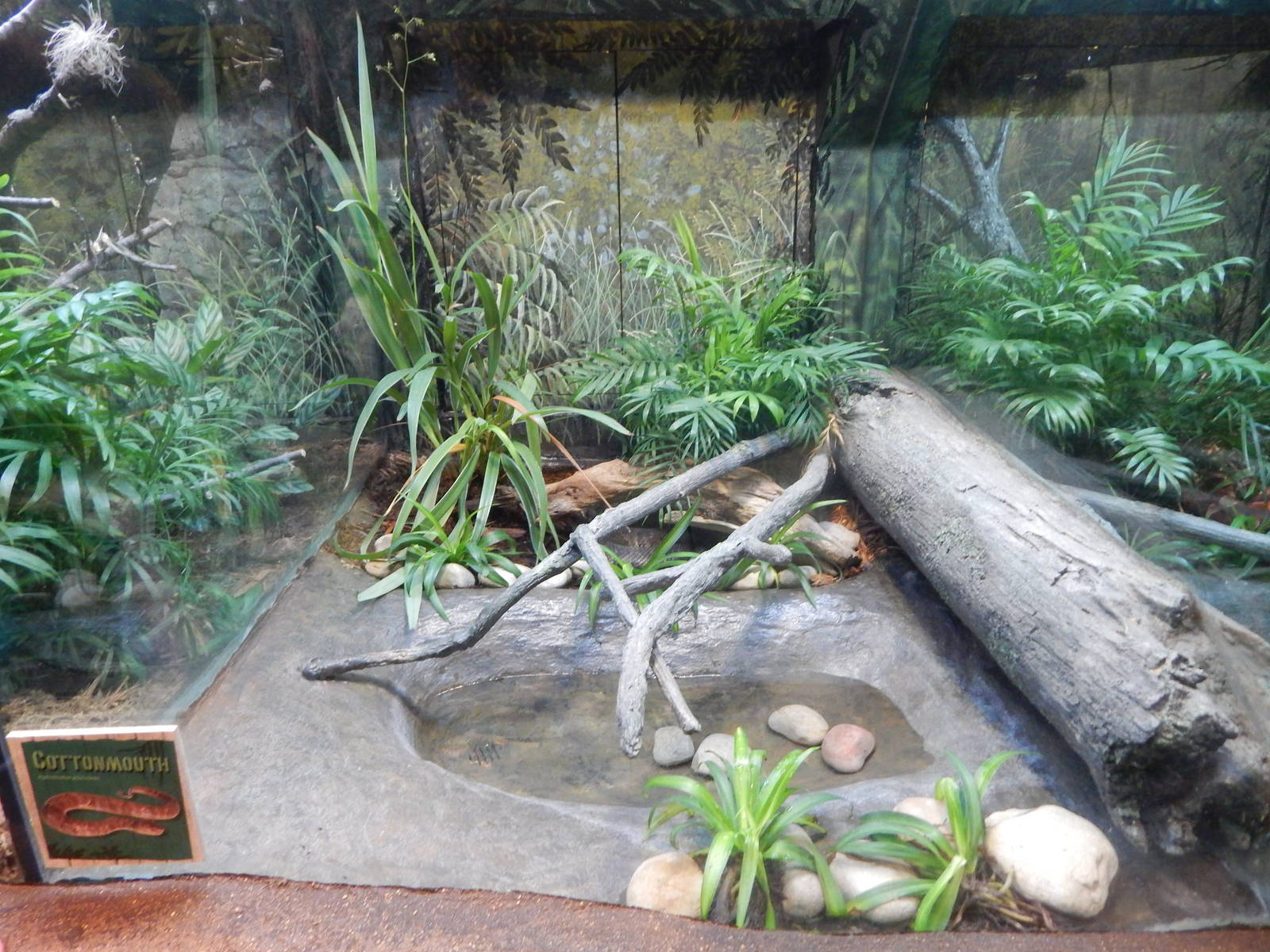 Aug. 2014 - The Swamp - Cottonmouth Exhibit