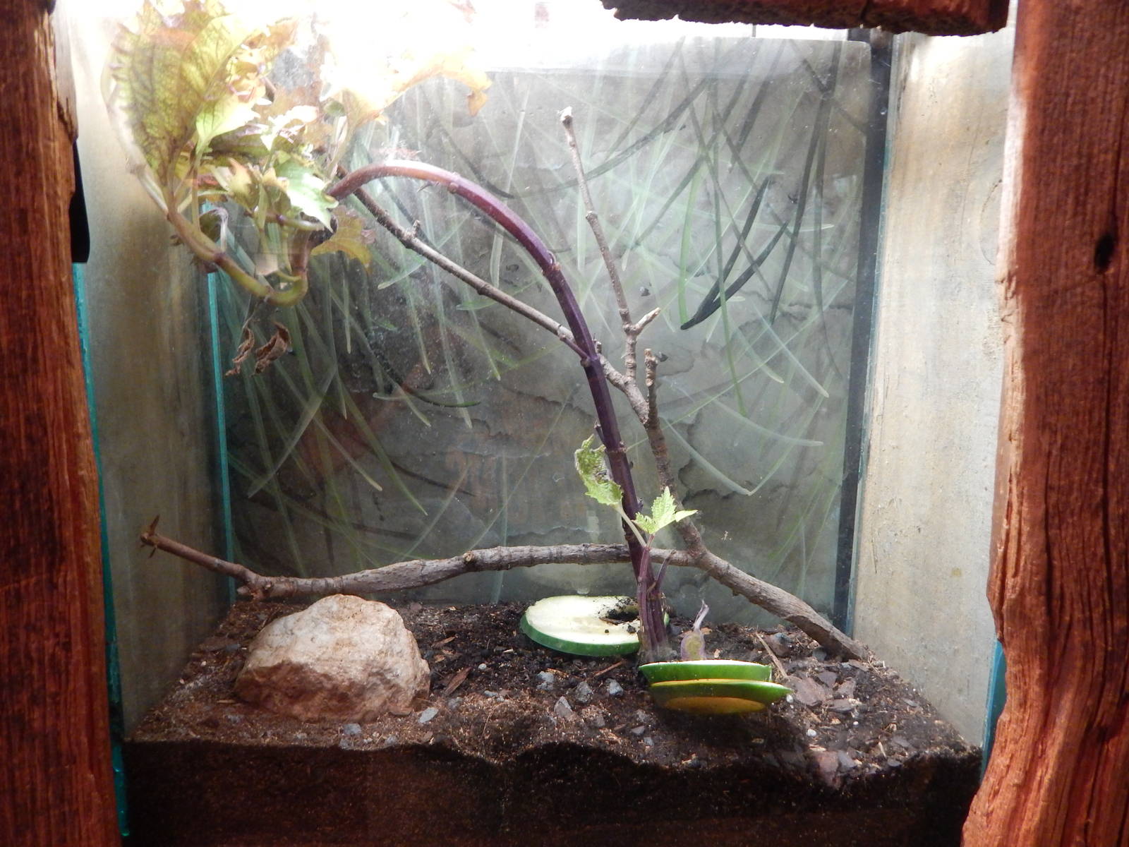 Aug. 2014 - The Swamp - Pink Millipede Exhibit