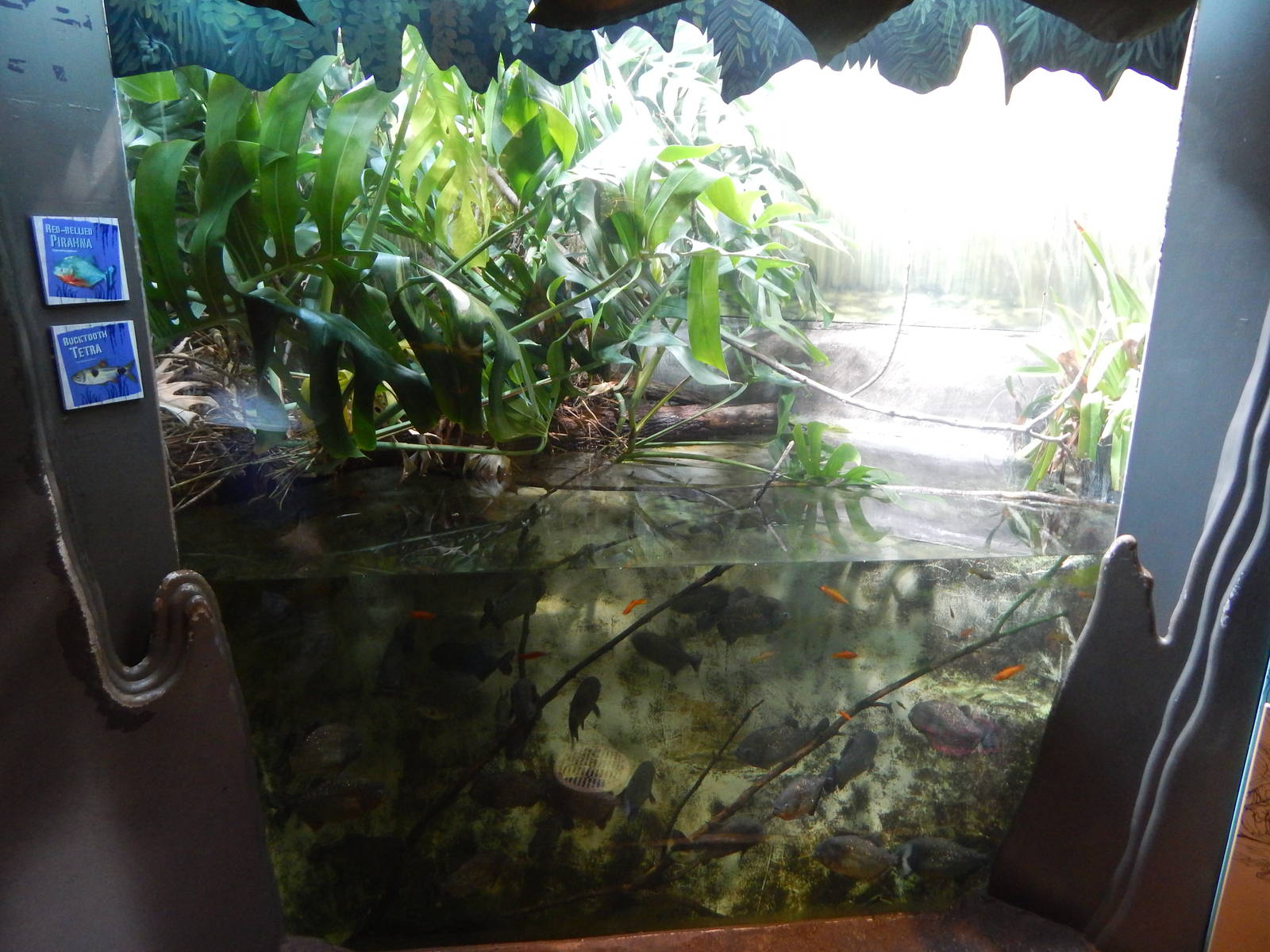 Aug. 2014 - The Swamp - Red-bellied Piranha + Bucktooth Tetra Exhibit