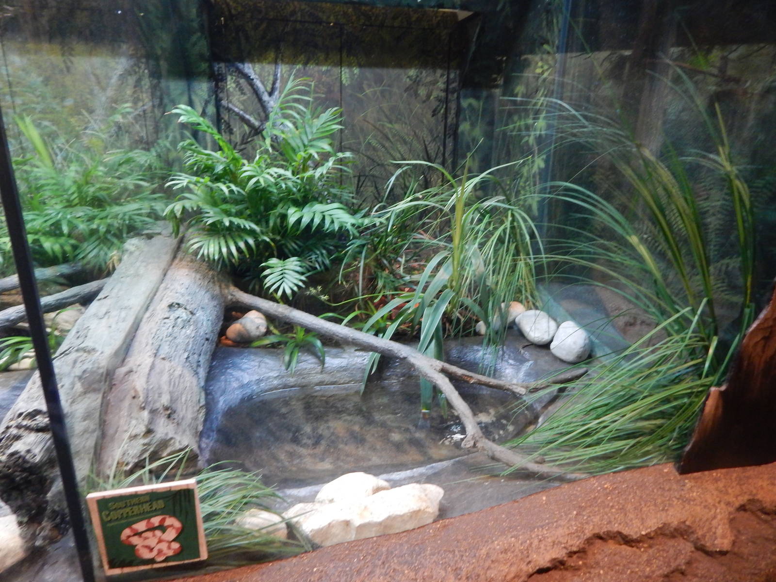 Aug. 2014 - The Swamp - Southern Copperhead Exhibit