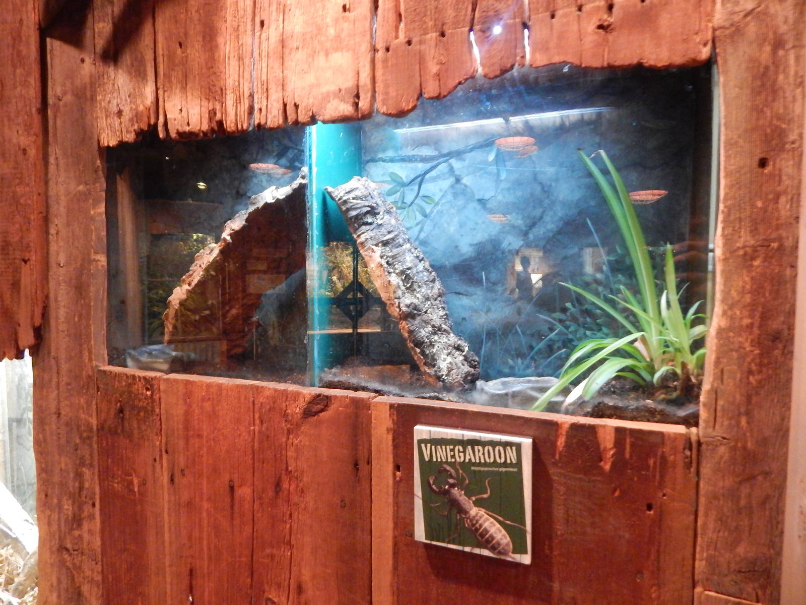 Aug. 2014 - The Swamp - Vinegaroon Exhibit