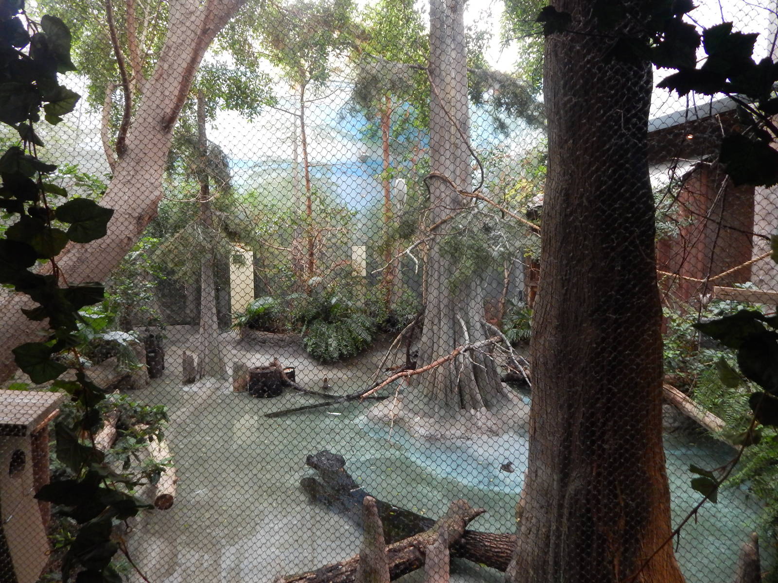 Aug. 2014 - The Swamp - Waterfowl Exhibit (5 Species)