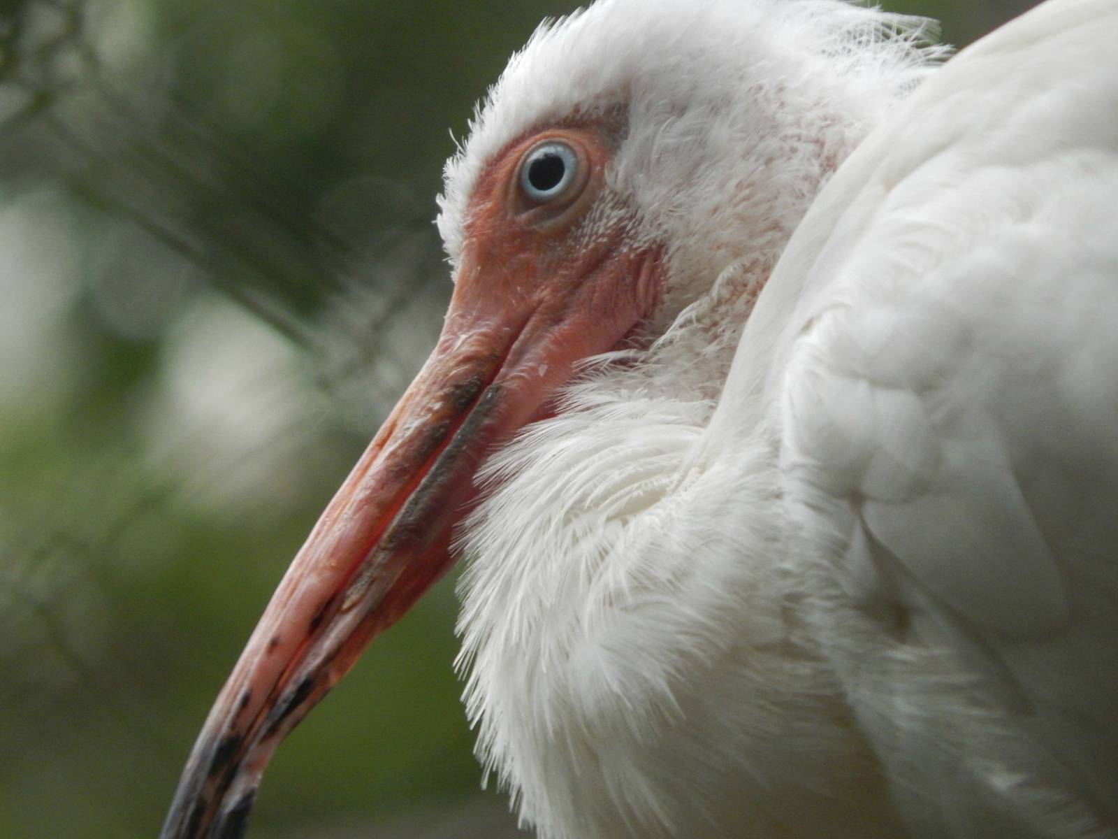 Aug. 2014 - The Swamp - White Ibis