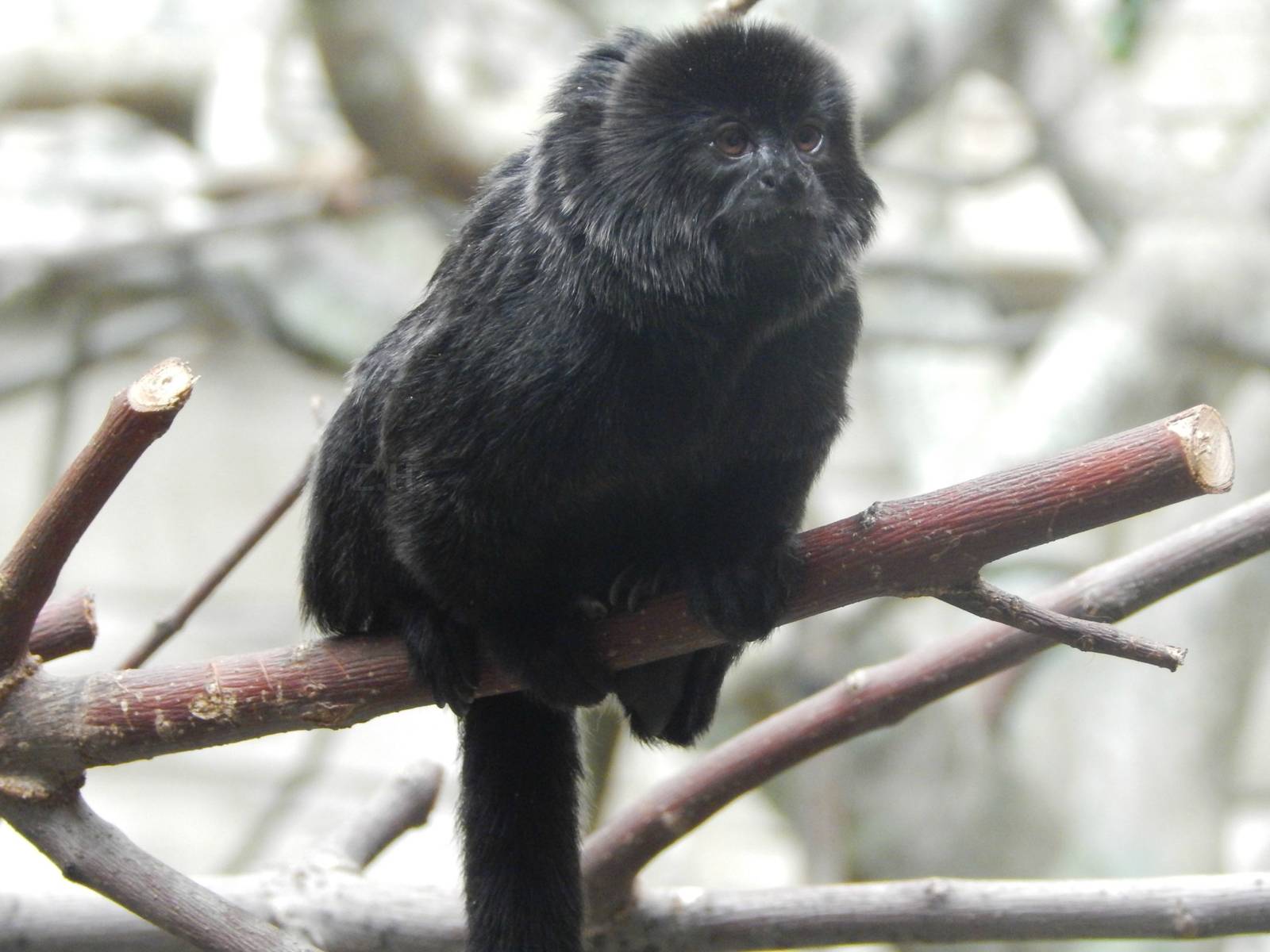 Aug. 2014 - Tropic World - South America - Goeldi's Monkey