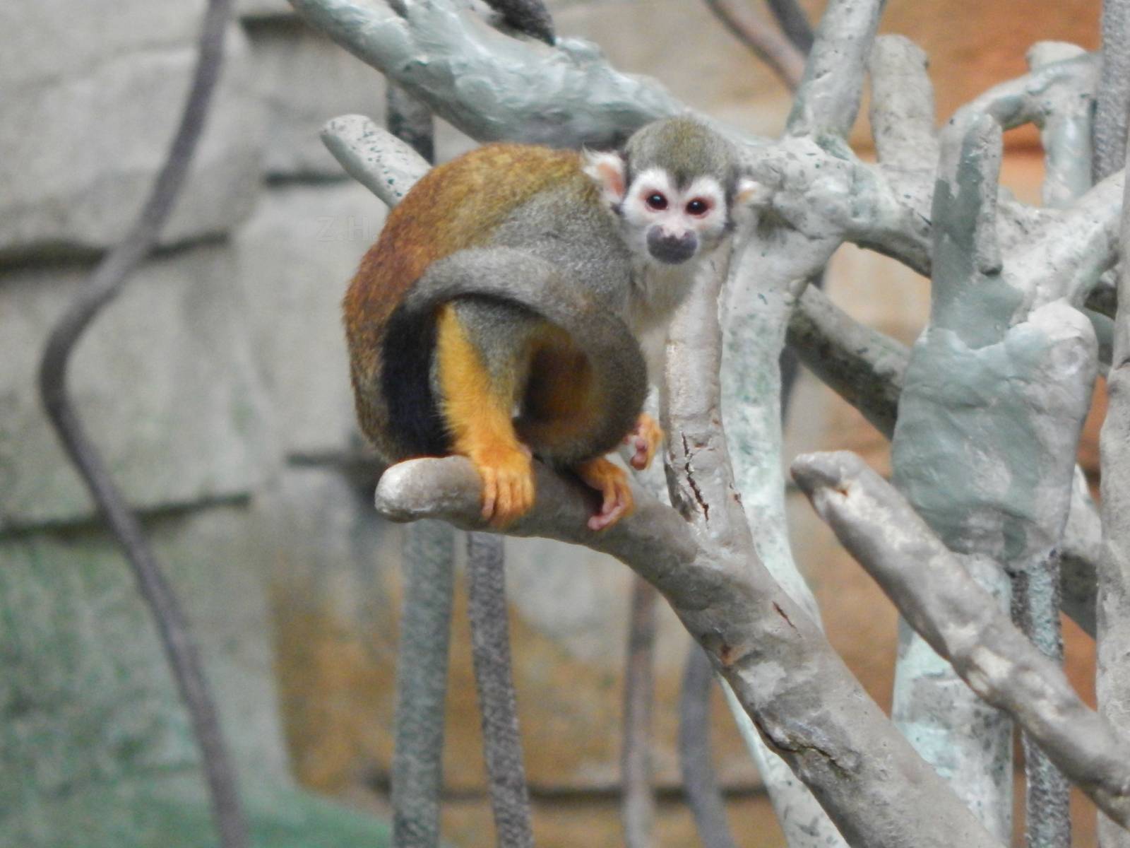 Aug. 2014 - Tropic World - South America - Squirrel Monkey