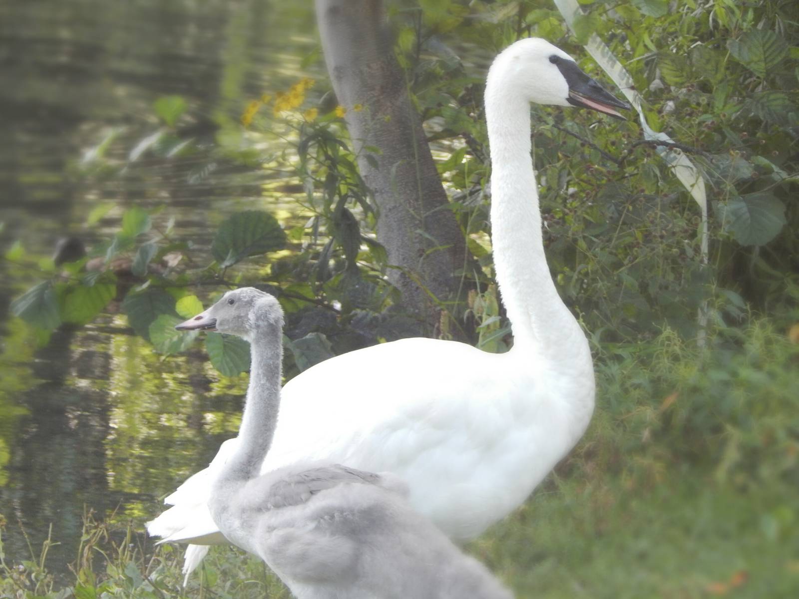 Aug. 2014 - Trumpeter Swans