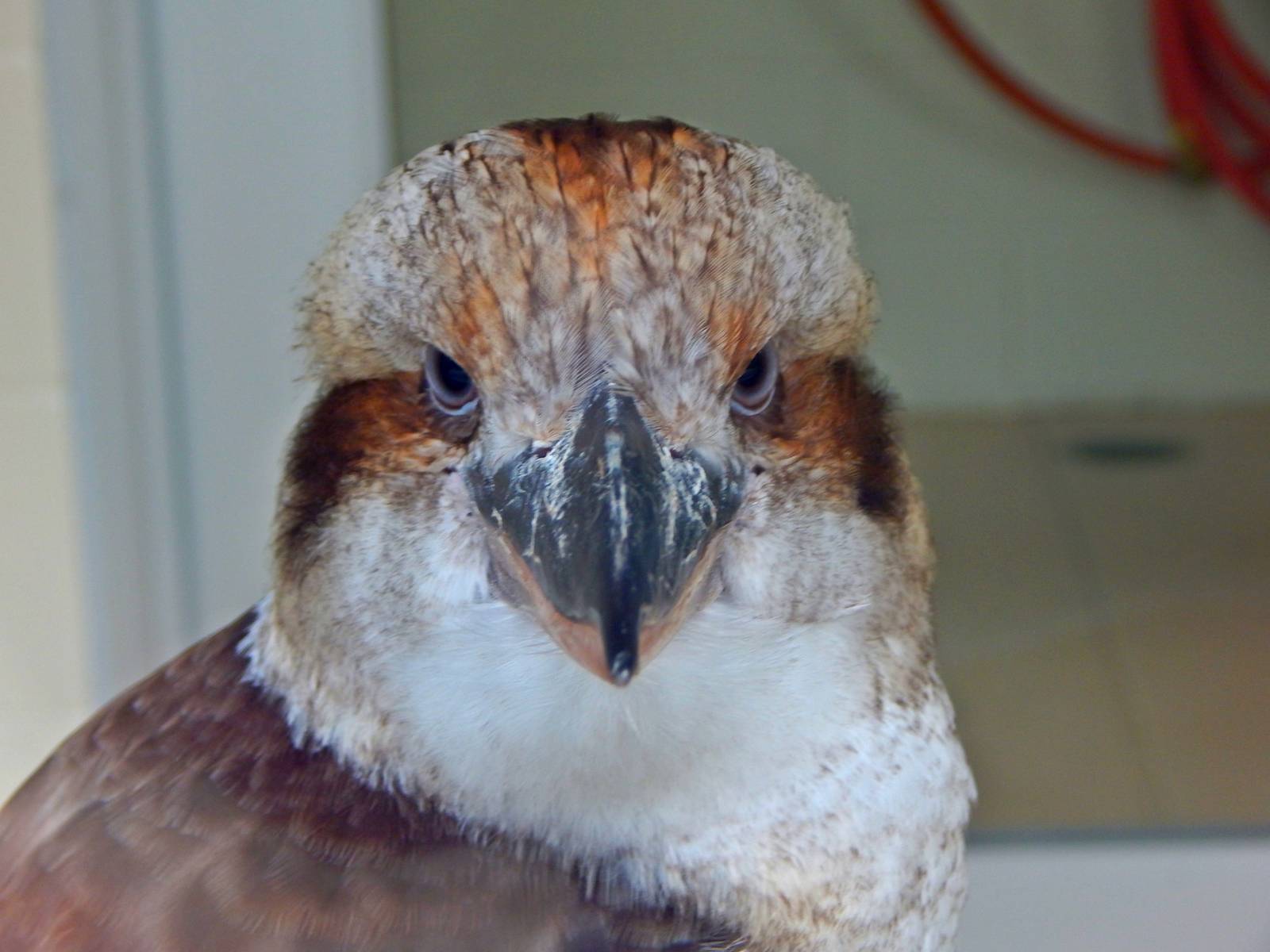 Aug. 2014 - Veterinarian Building - Laughing Kookaburra