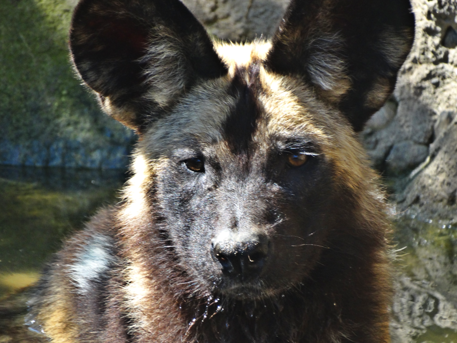 Aug. 2015 - Africa - African Painted Dog