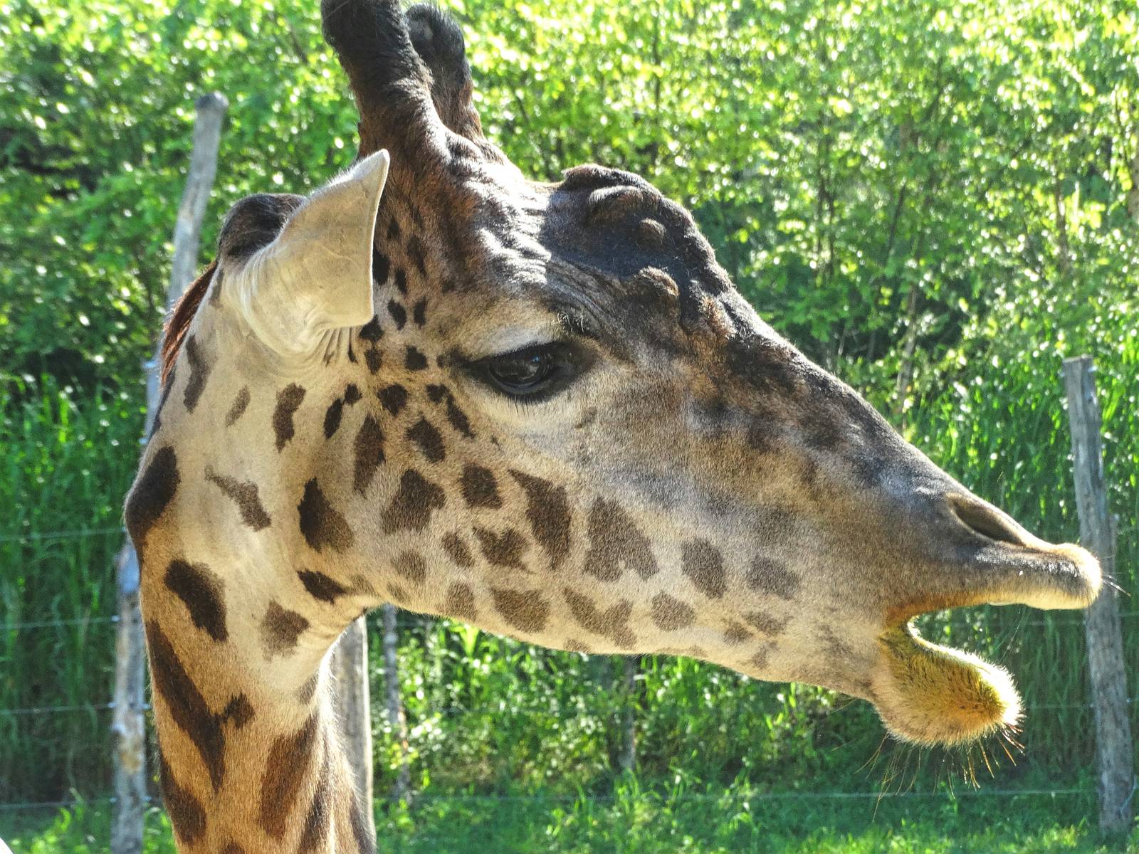 Aug. 2015 - Africa - Giraffe Ridge - Kimba
