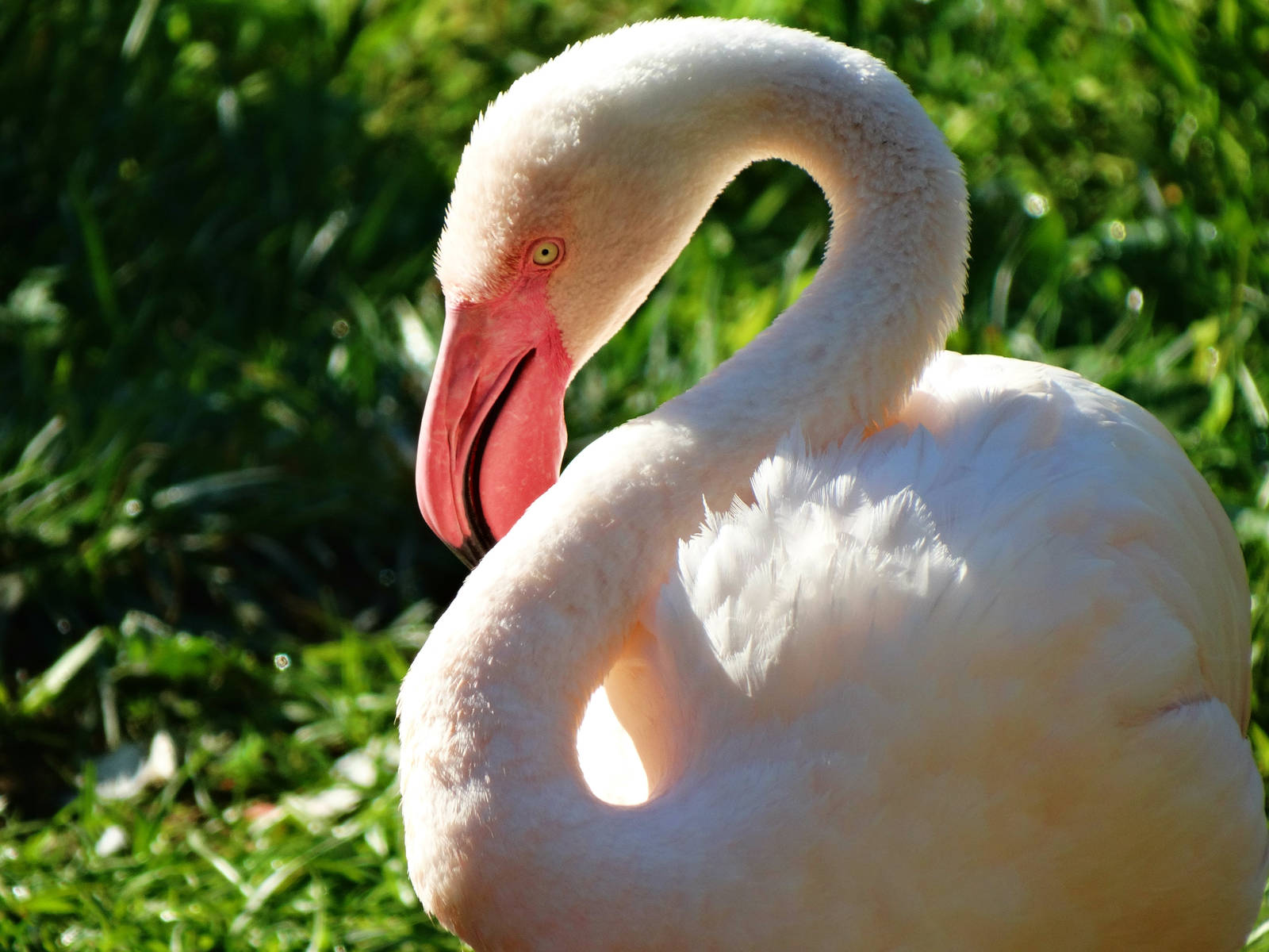 Aug. 2015 - Africa - Greater Flamingo