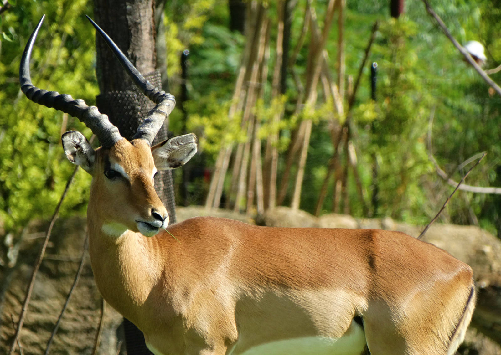 Aug. 2015 - Africa - Impala