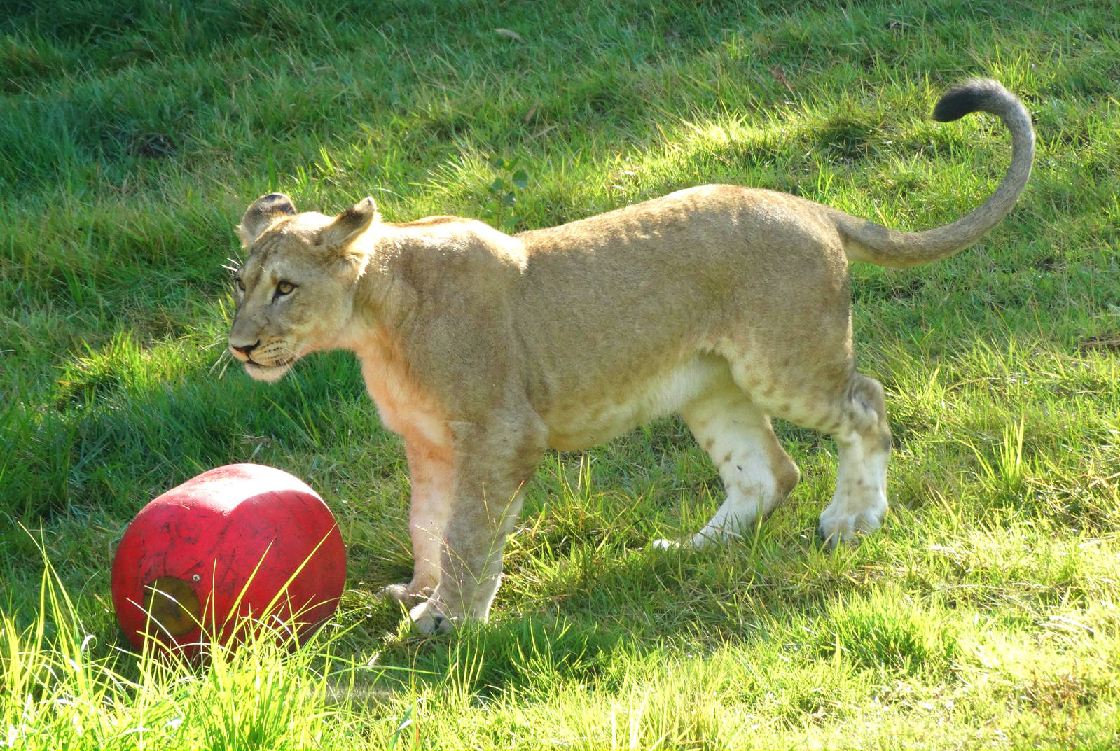 Aug. 2015 - Africa - Lioness Cub