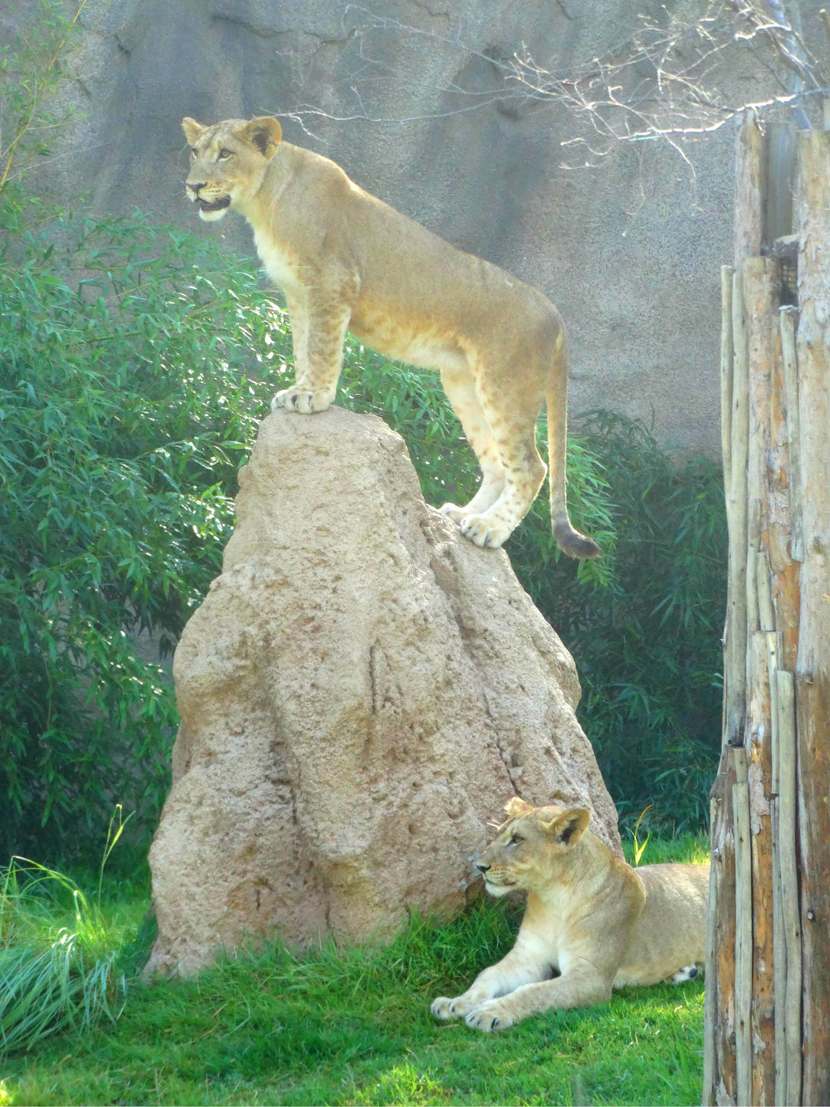 Aug. 2015 - Africa - Lioness Cubs