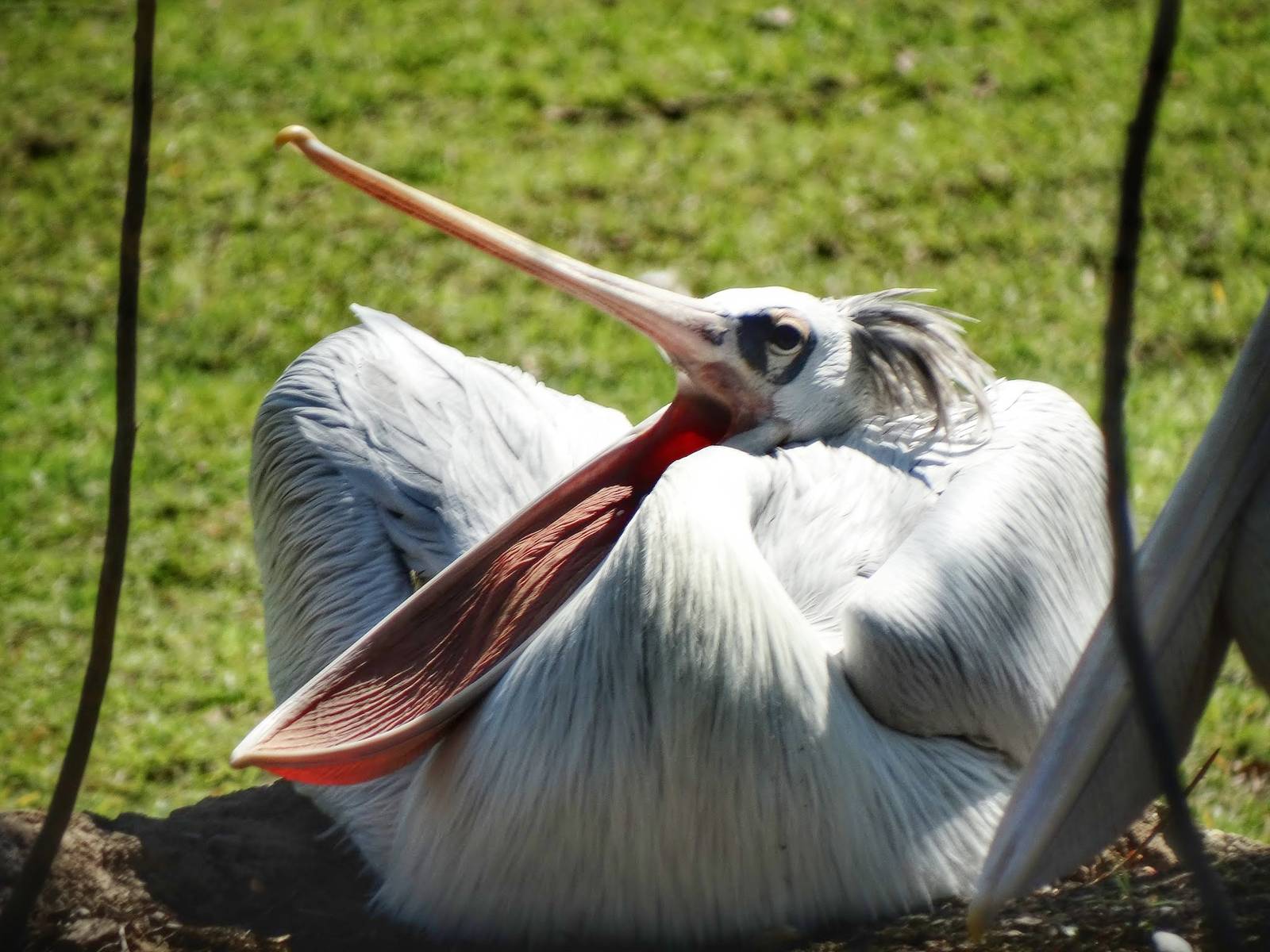 Aug. 2015 - Africa - Pink-backed Pelican