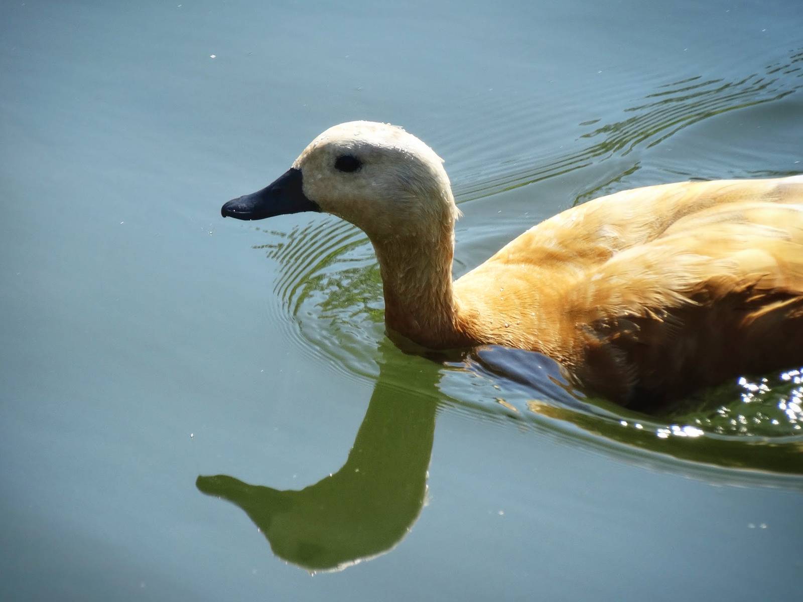 Aug. 2015 - Africa - Ruddy Shelduck