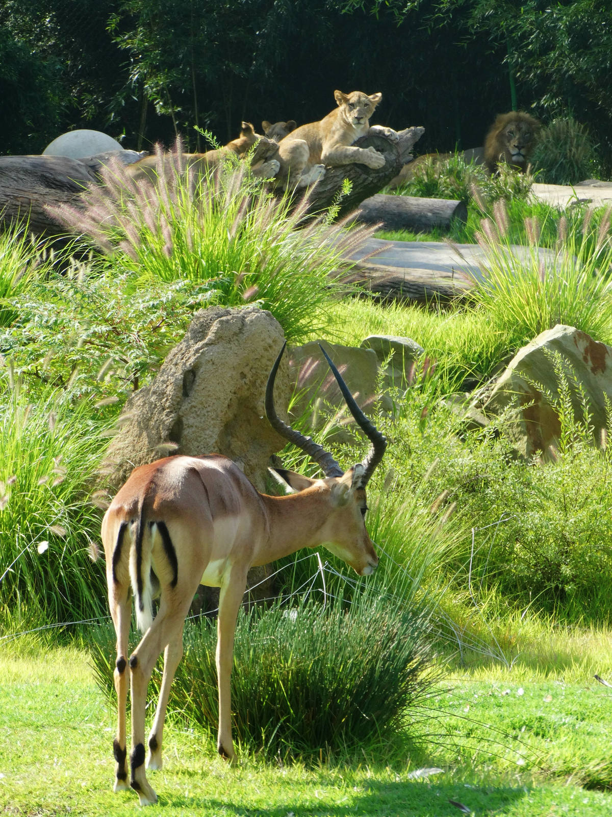Aug. 2015 - Africa - The Lions and Their Prey (Impala)