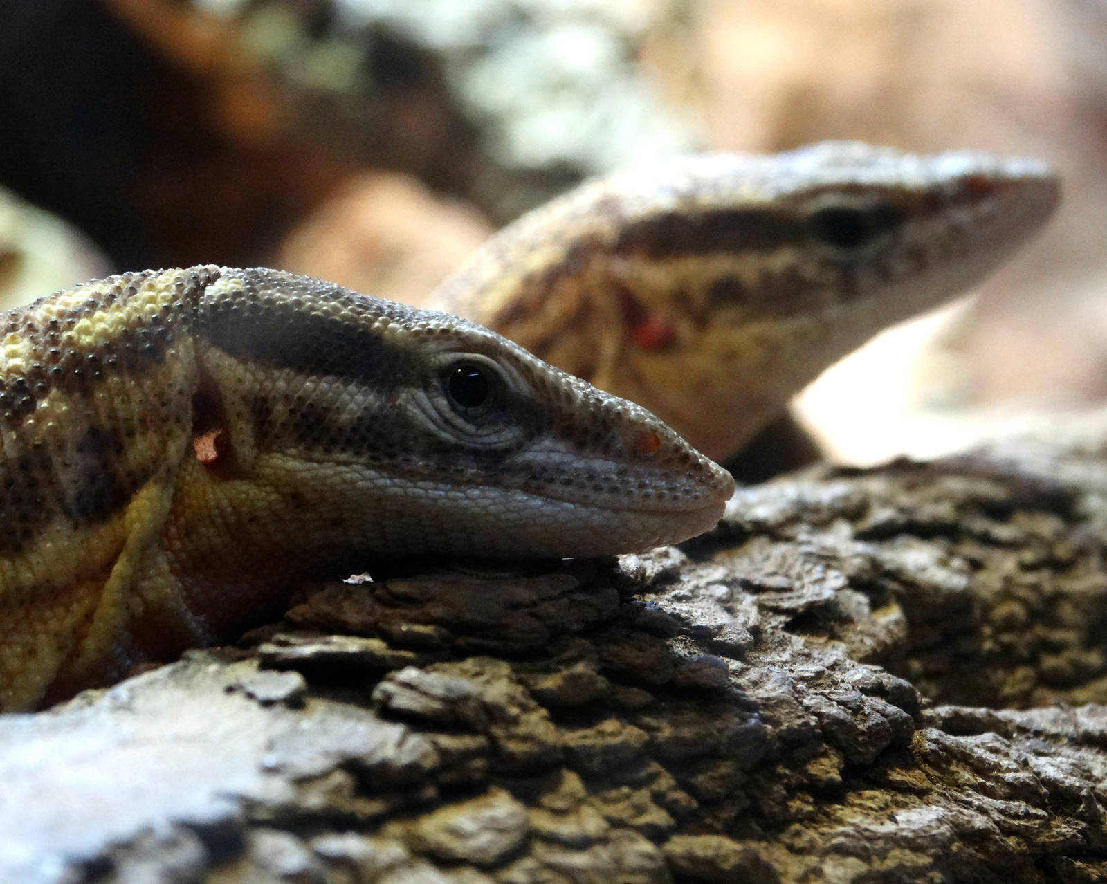 Aug. 2015 - Dragons! - Ackie Dwarf Monitors