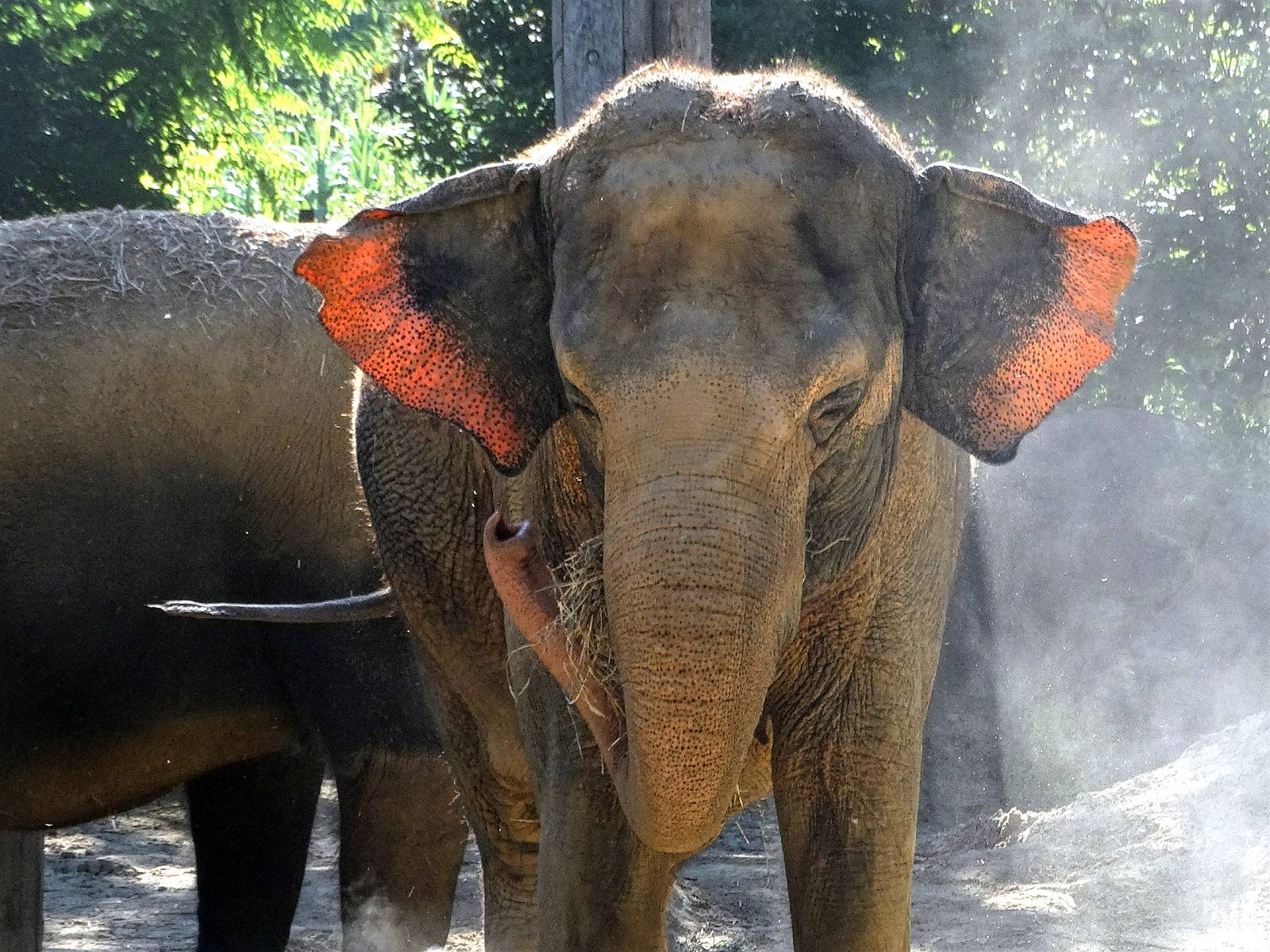 Aug. 2015 - Elephant Reserve - Schottzie