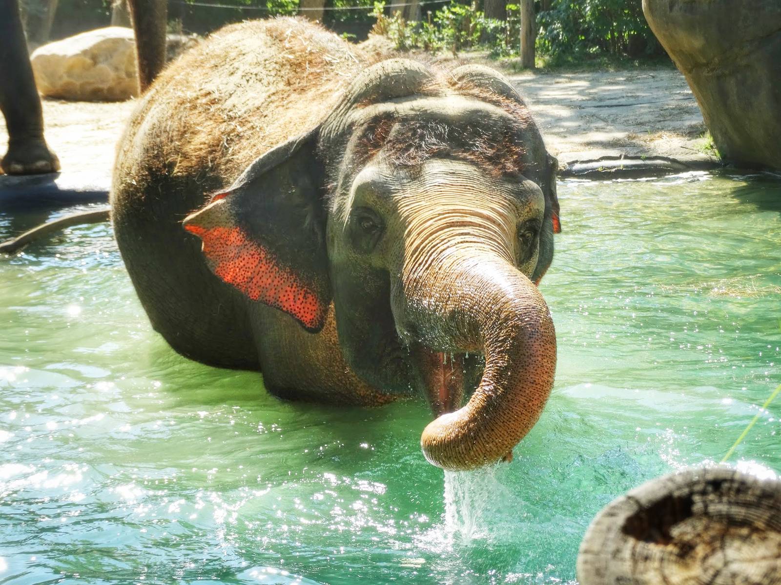 Aug. 2015 - Elephant Reserve - Schottzie