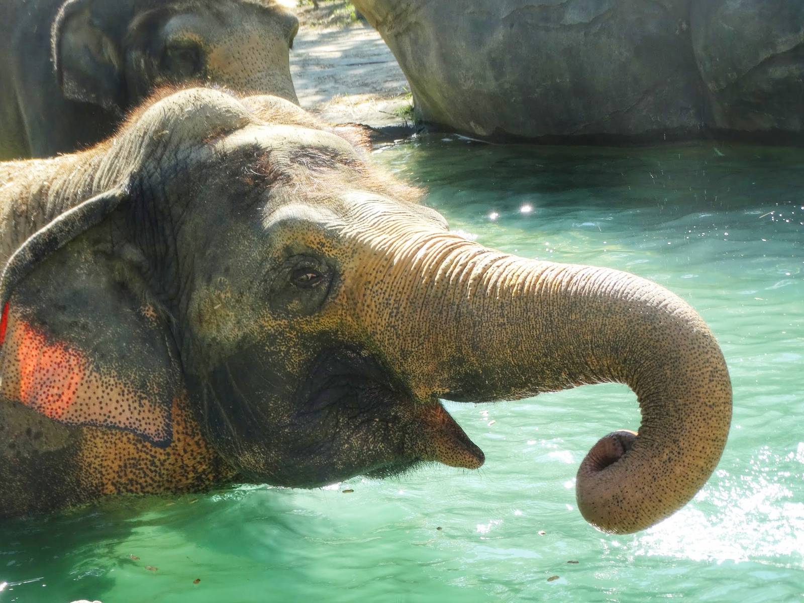 Aug. 2015 - Elephant Reserve - Schottzie