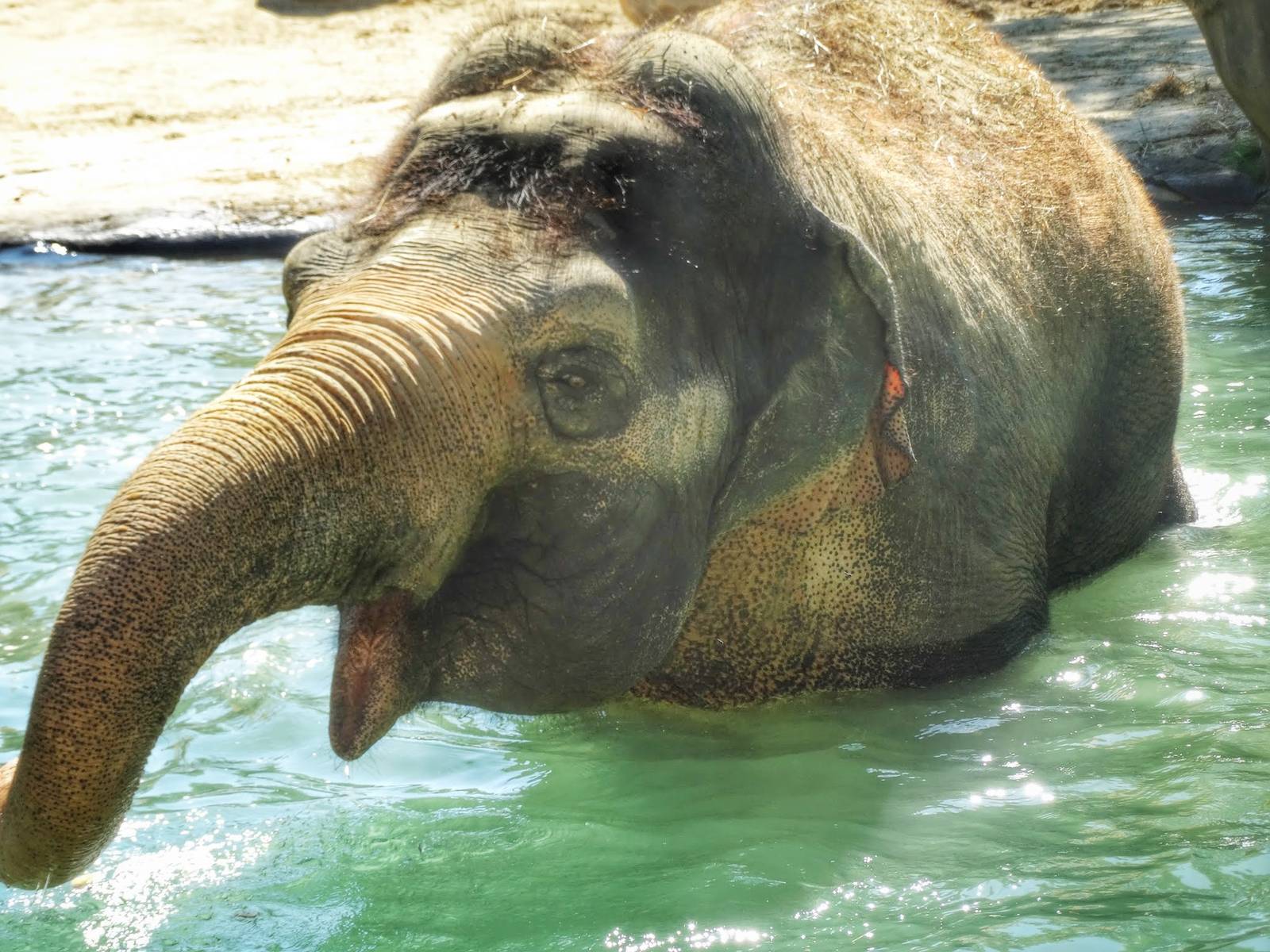 Aug. 2015 - Elephant Reserve - Schottzie