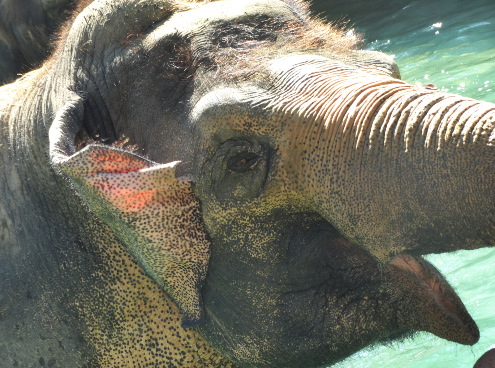 Aug. 2015 - Elephant Reserve - Schottzie