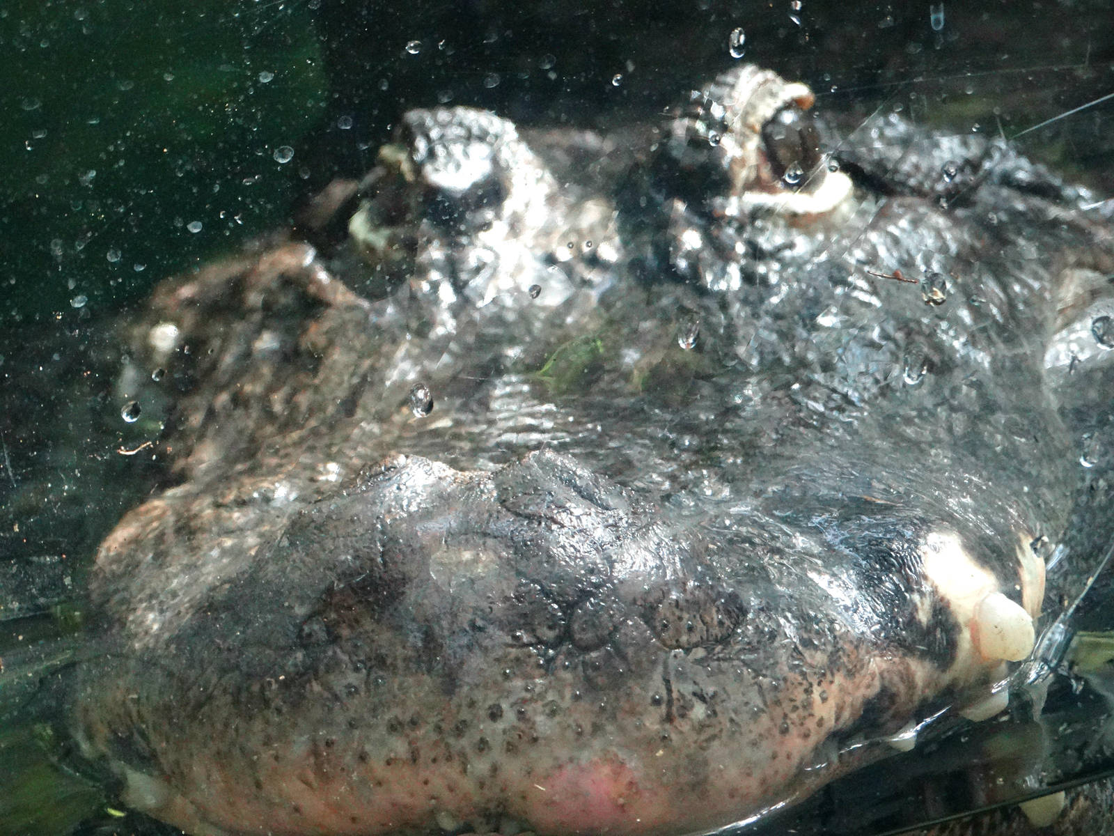 Aug. 2015 - Manatee Springs - American Alligator