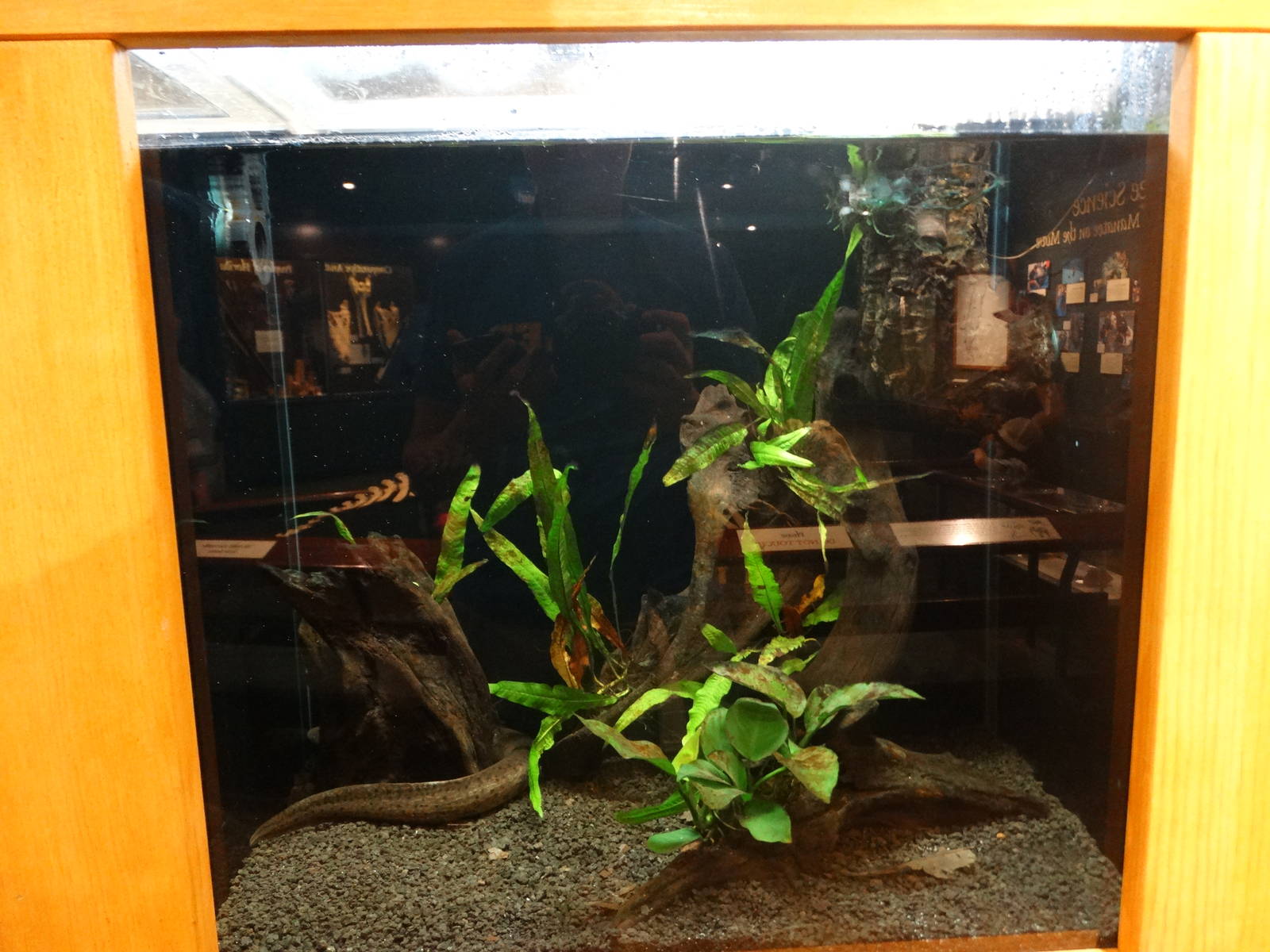 Aug. 2015 - Manatee Springs - Florida Biodiversity - Greater Siren Tank (Ne