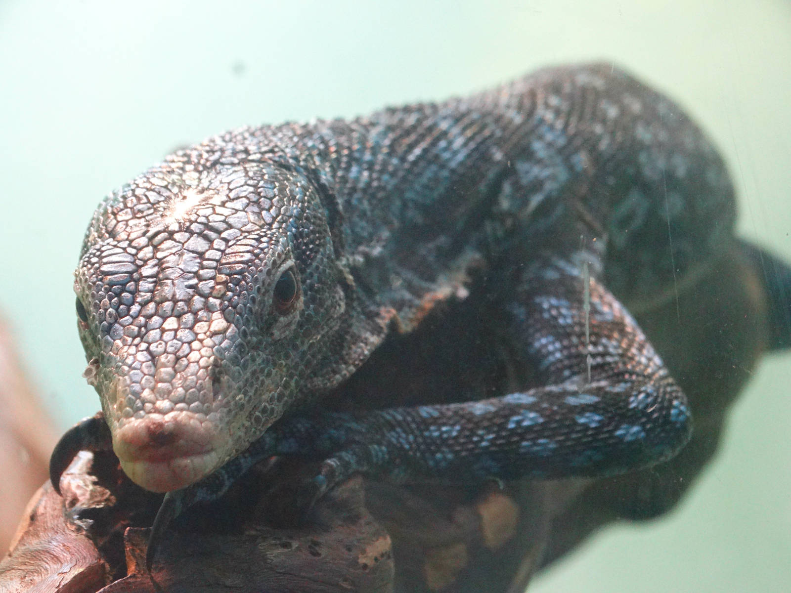 Aug. 2015 - Reptile House - Blue Tree Monitor