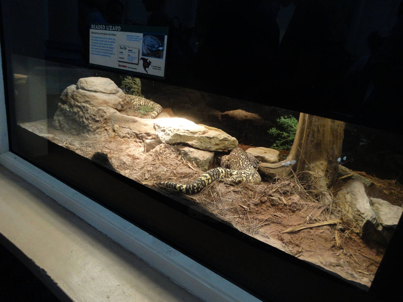 Aug. 2015 - Reptile House - Newly Undivided Beaded Lizard Exhibit