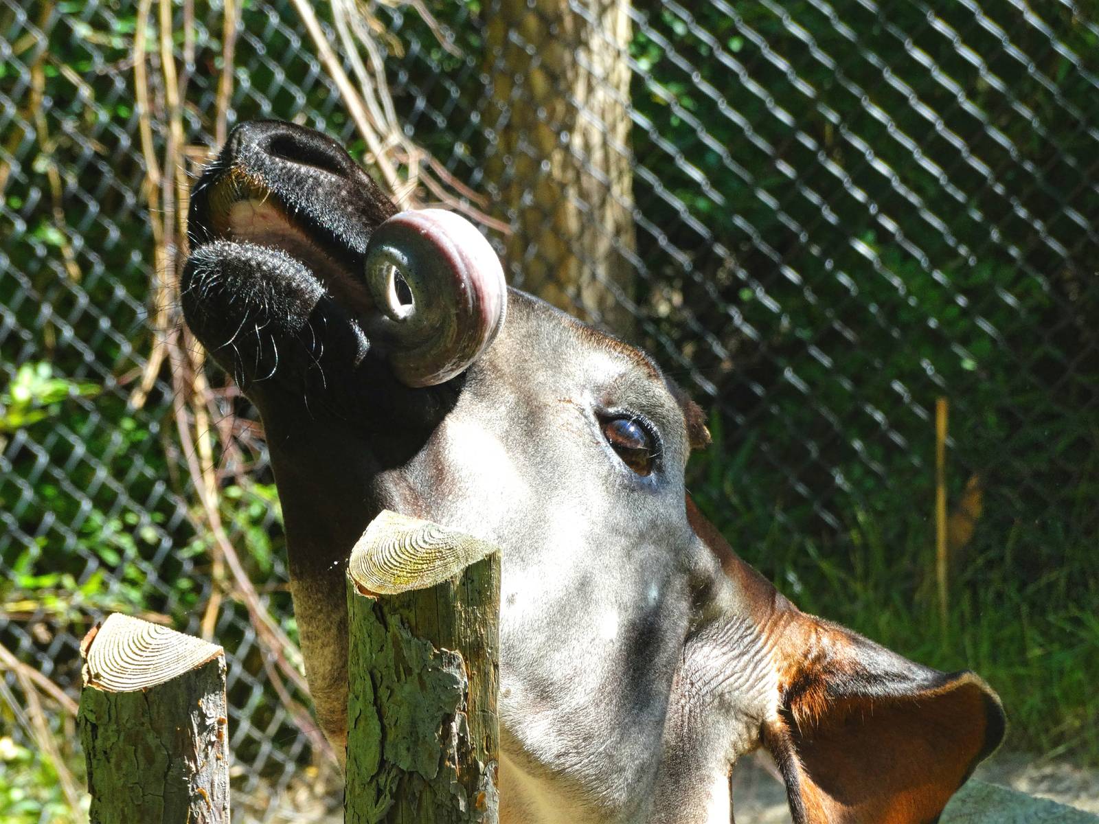 Aug. 2015 - Rhino Reserve - Kiloro and His Tongue