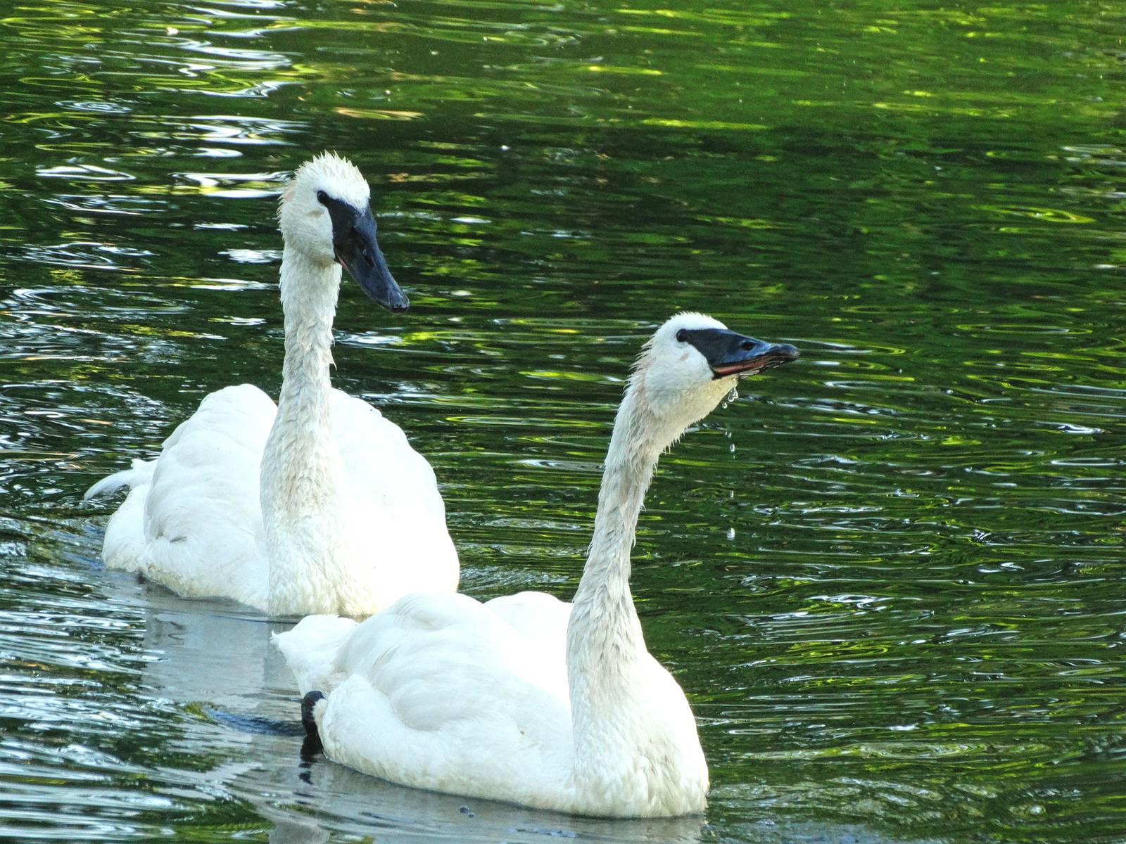 Aug. 2015 - Swan Lake - Trumpeter Swan