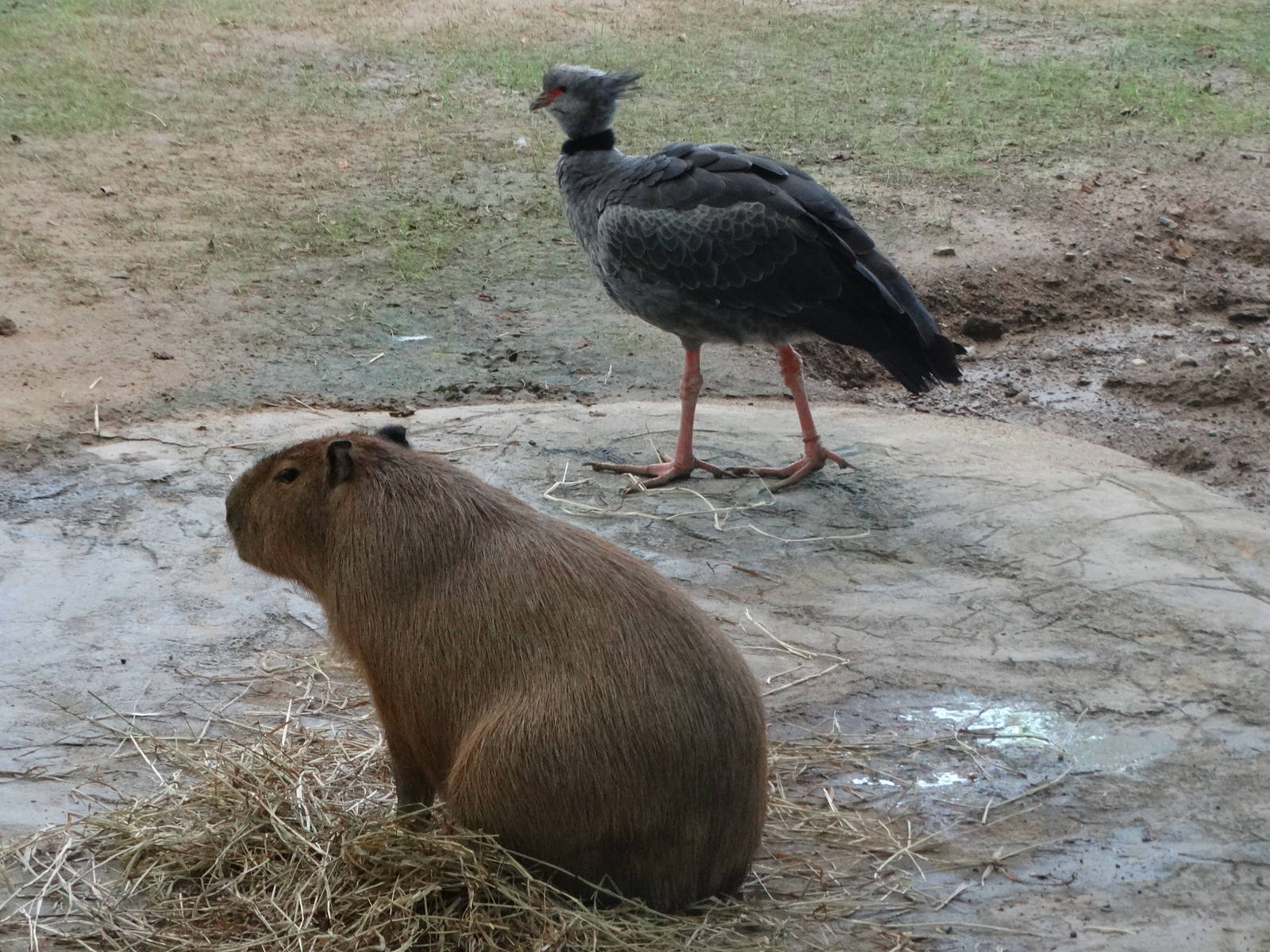 Aug. 2015 - Wildlife Canyon - Capybara + Crested Screamer