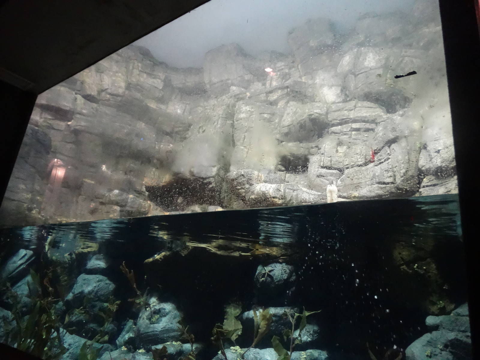 Aug. 2015 - Wings of the World - Arctic Sea Cliffs Exhibit (4 Species)